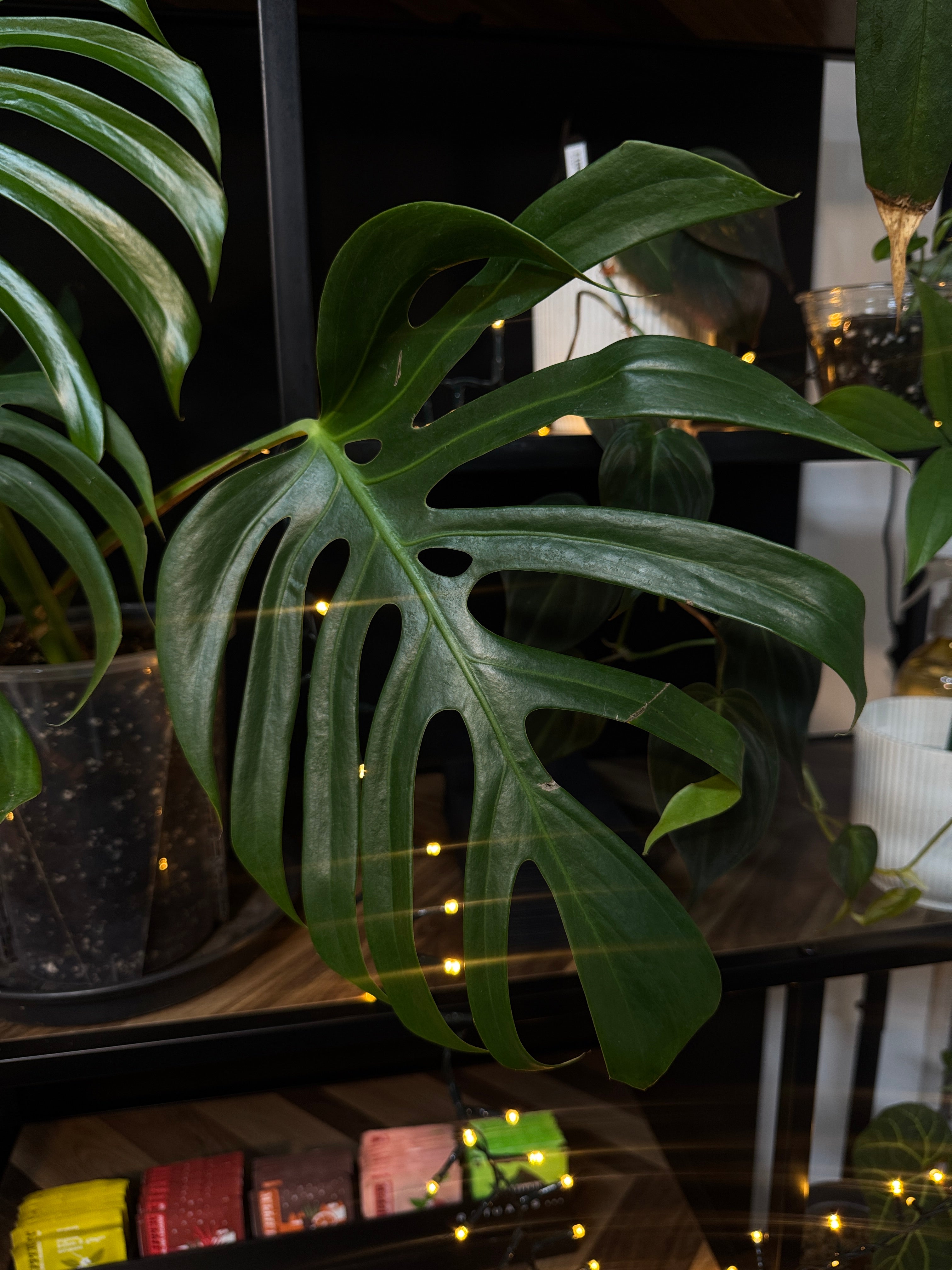 Monstera Sierrana Mexican Form - Clone