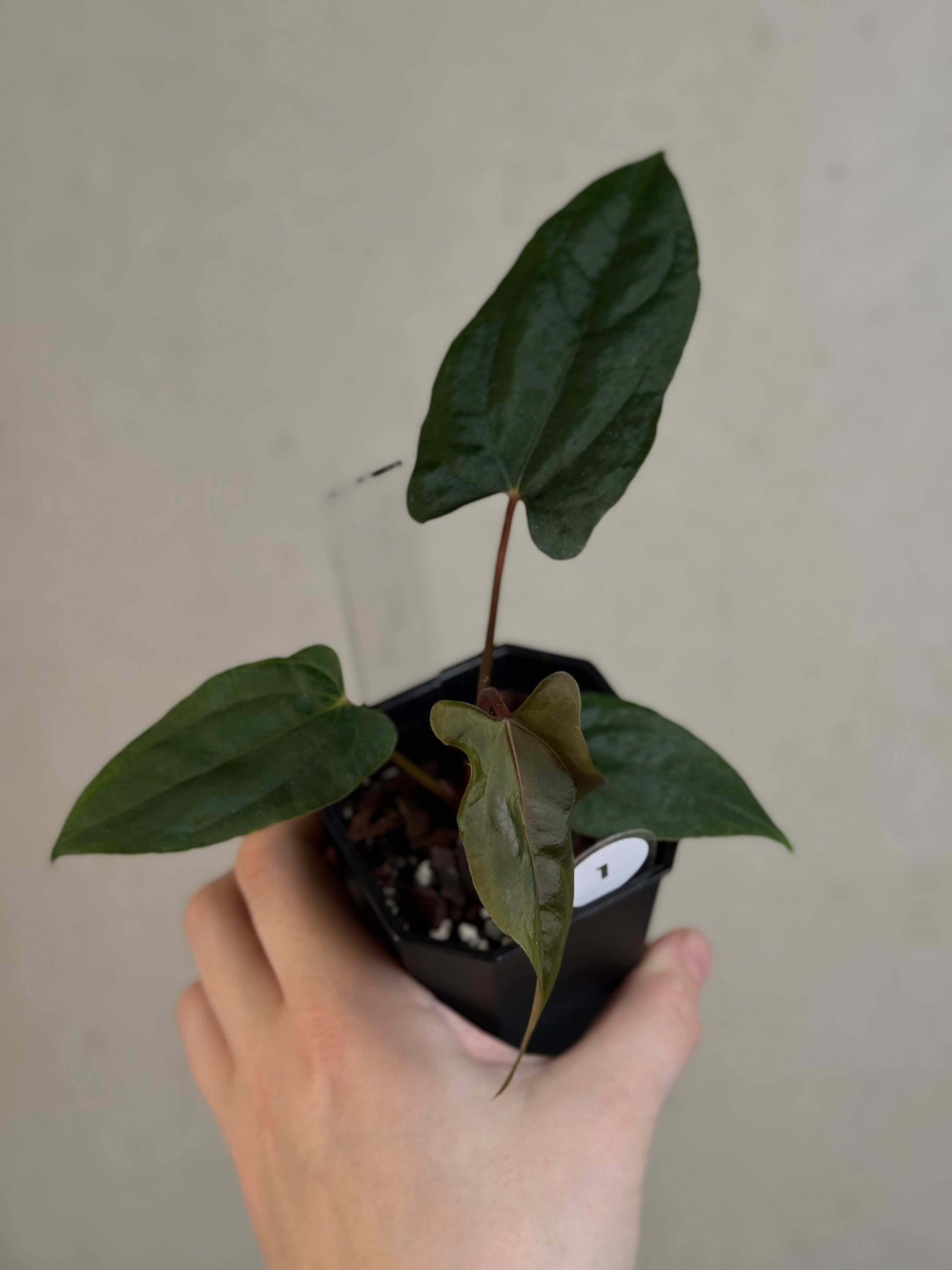 Anthurium Ralph Lynam x self