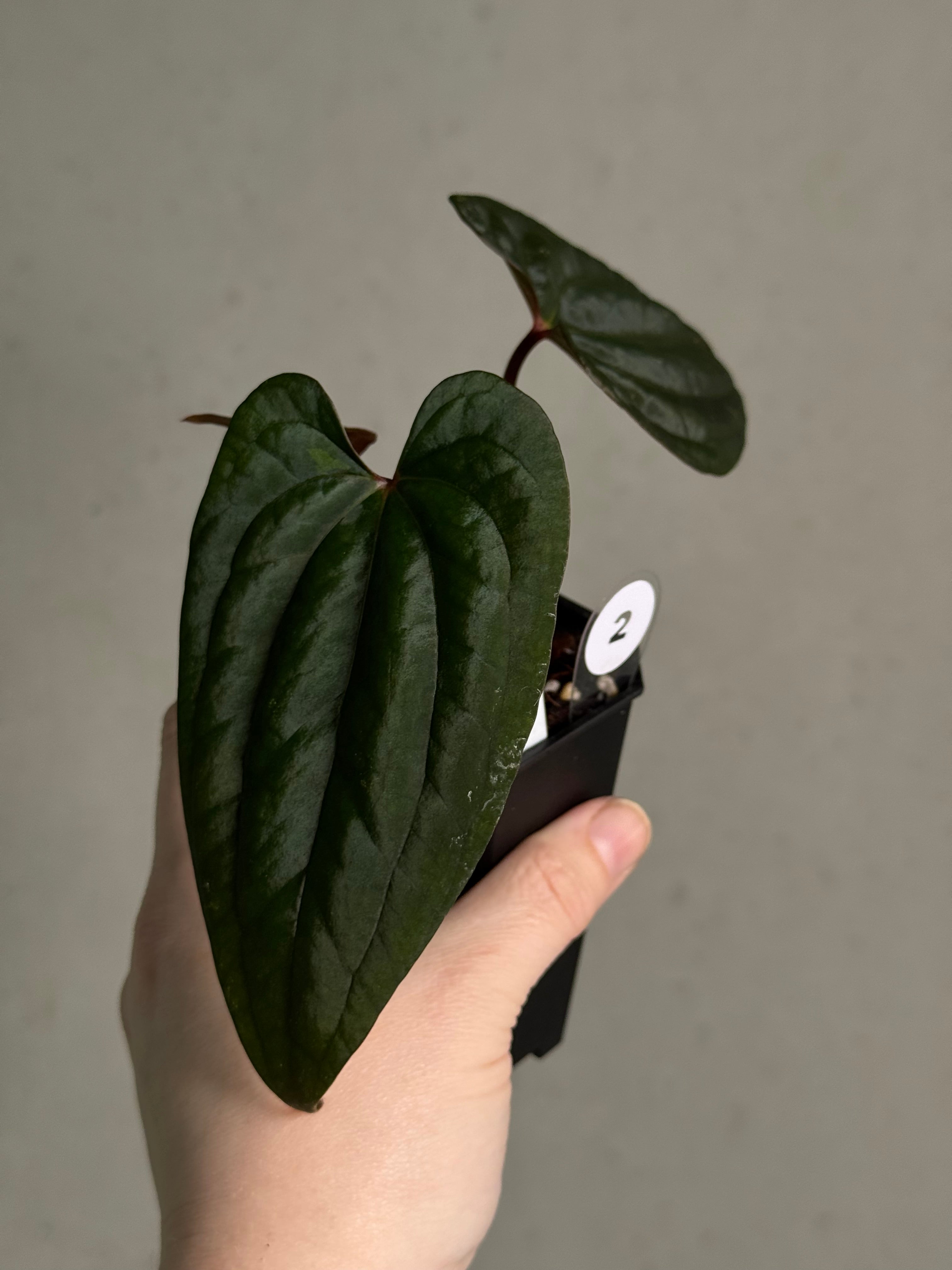 Anthurium ‘Sherpa’ (Dark Phoenix x RVDP) #2  - Clone - SMUKHI