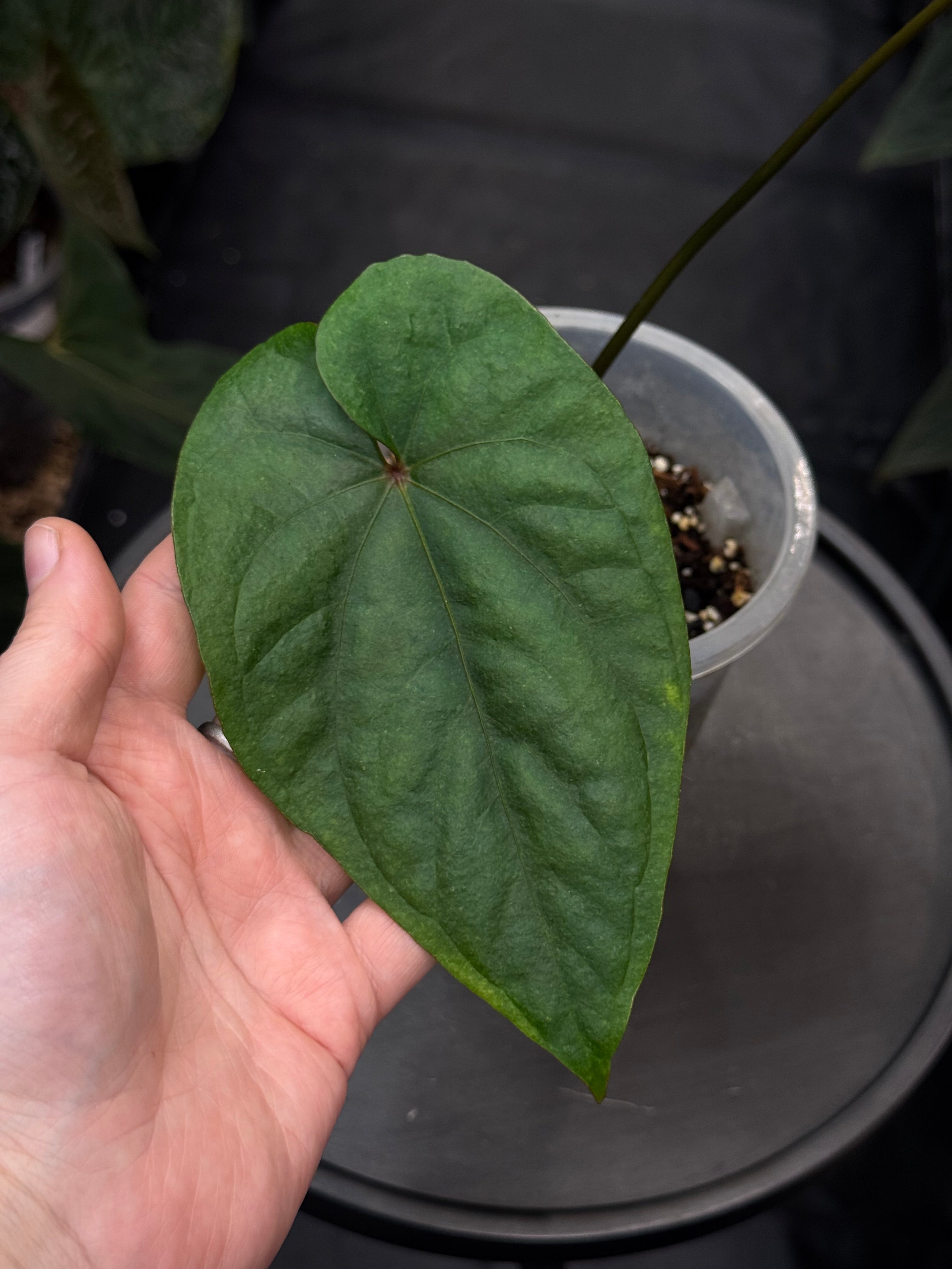 Anthurium Circus Peanuts