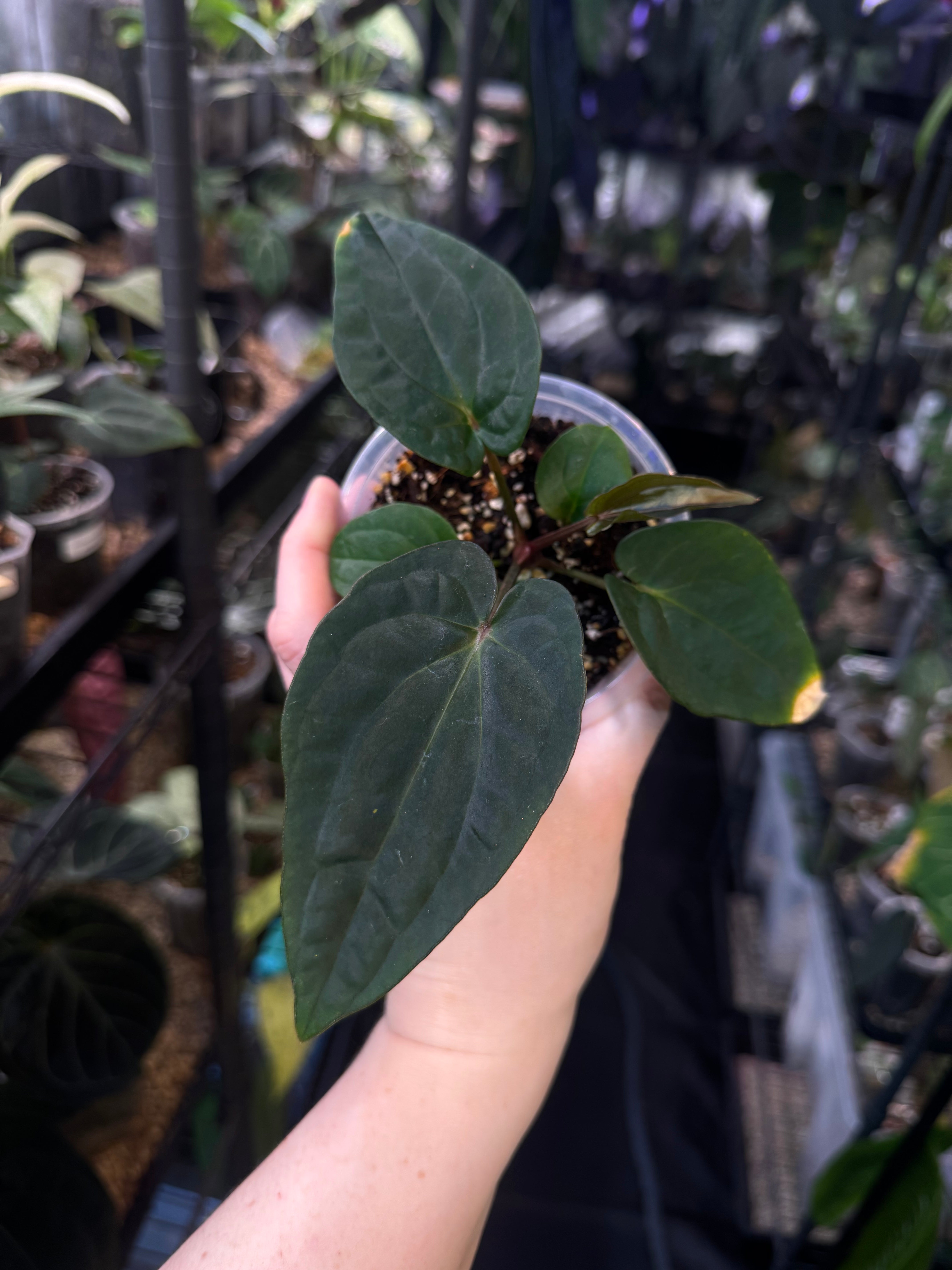 NFS: Anthurium (Dressleri RG F2 Dark x Carlablackiae ‘Amanda’) x Dressleri NSE ‘Obsidian’