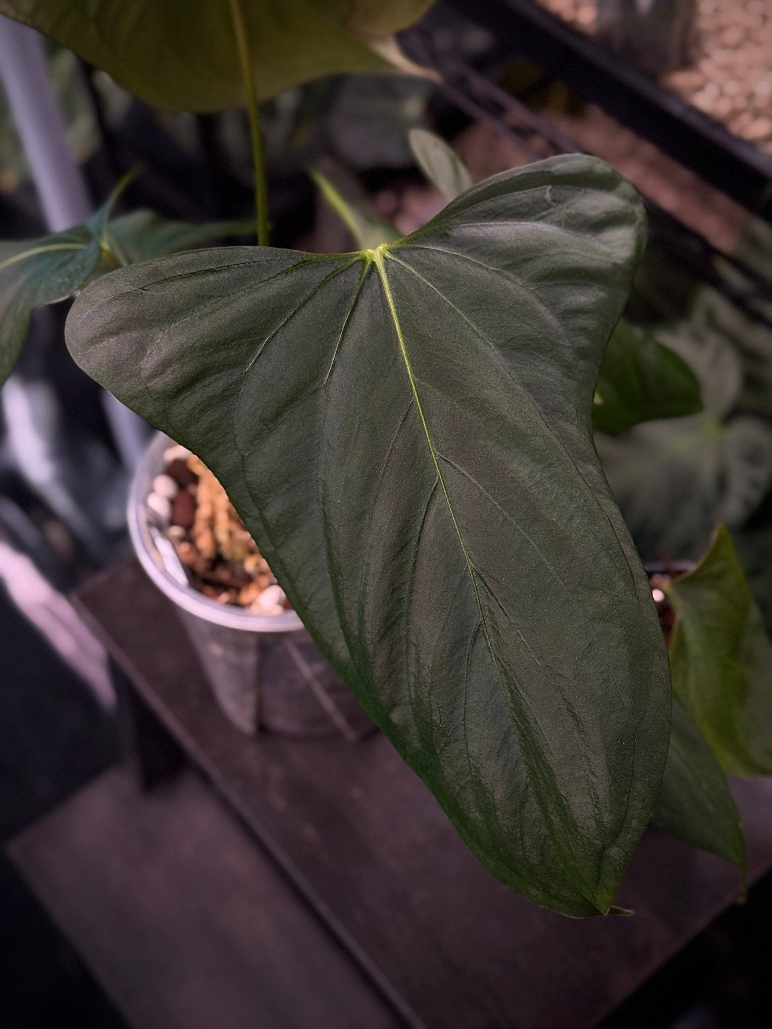Anthurium Indo Portillae DF x self - Clone (Wide Sinus) - SMUKHI