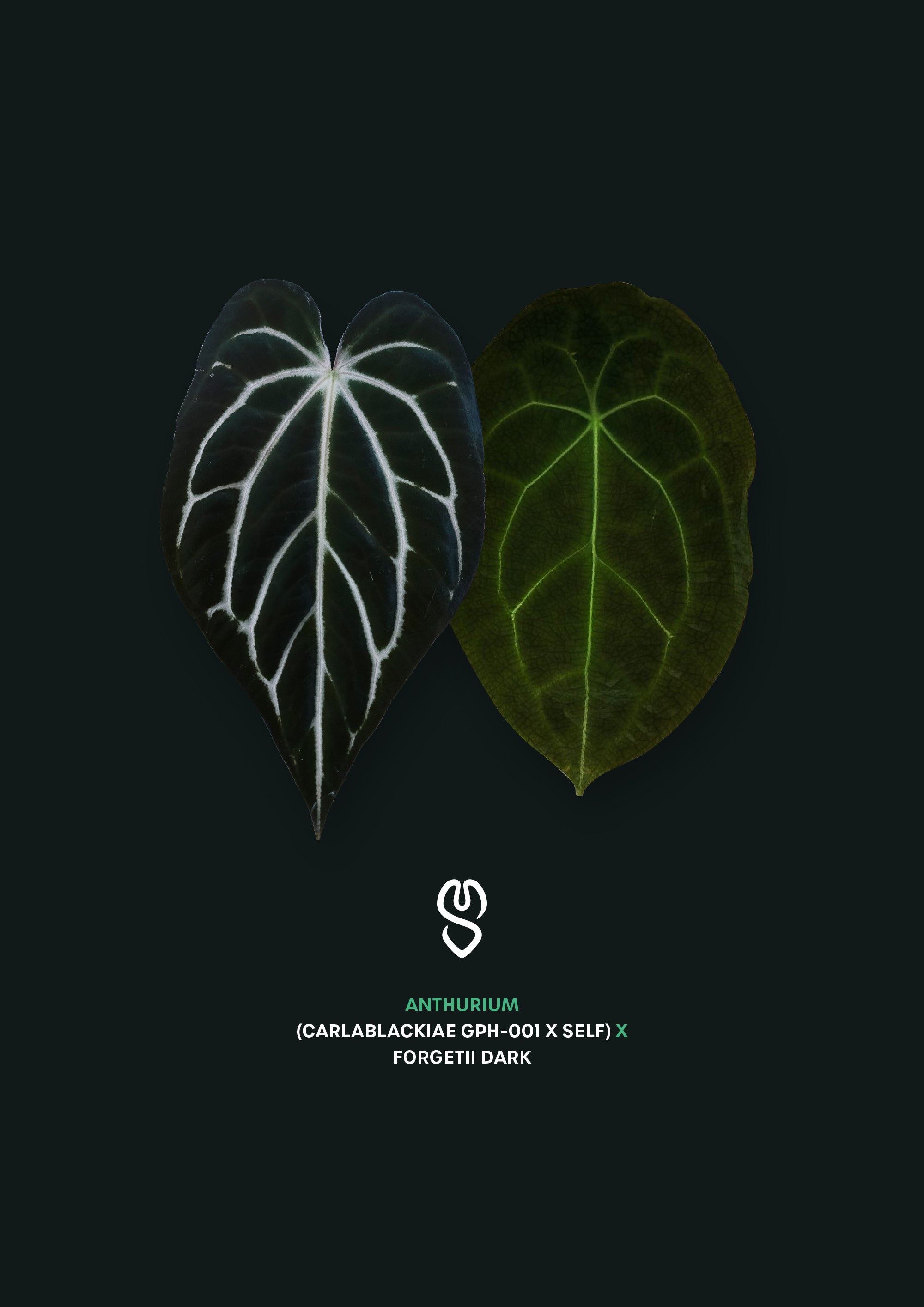 Anthurium (Carlablackiae GPH-001 x self) x Forgetii Dark