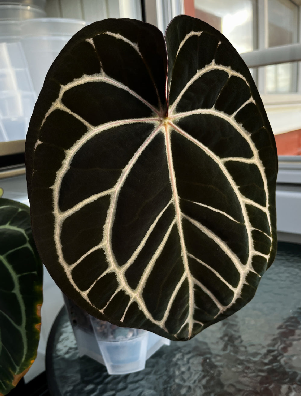 Anthurium Carlablackiae RA10 x sp. Nov DF - Rare Finds for Refined
