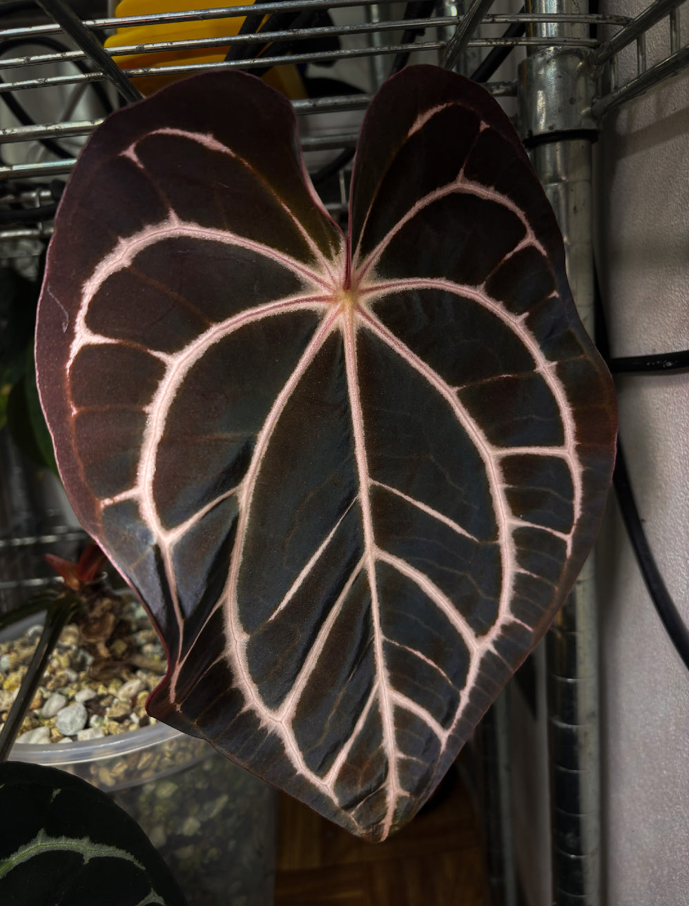Anthurium Carlablackiae RA10 x sp. Nov DF - Rare Finds for Refined