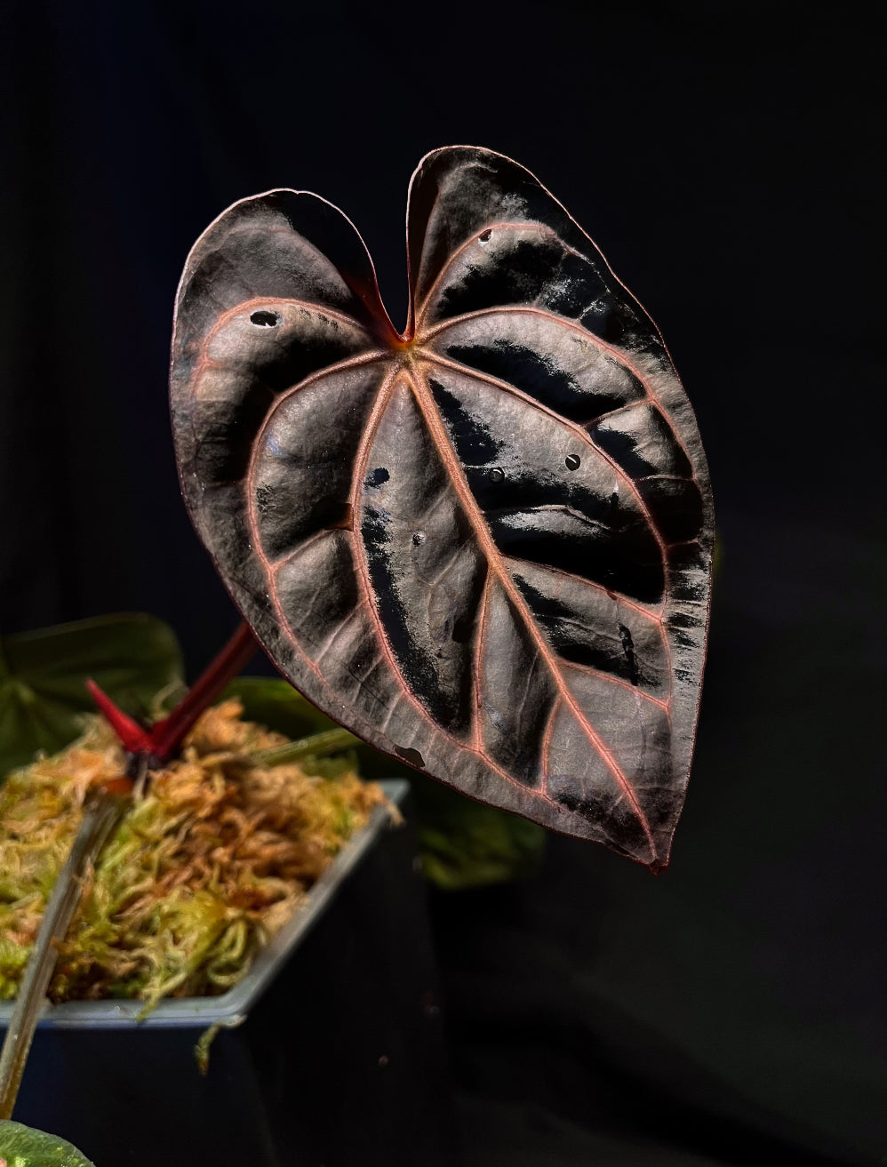 Anthurium Carlablackiae RA10 x sp. Nov DF - Rare Finds for Refined