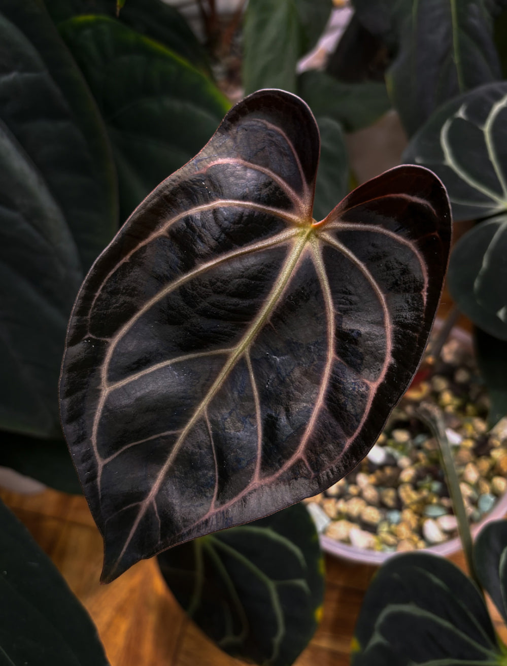 Crystallinaminum Anthurium Carlablackiae ex WU plant with dark, glossy leaves and vibrant spathes, shown in a close-up image.