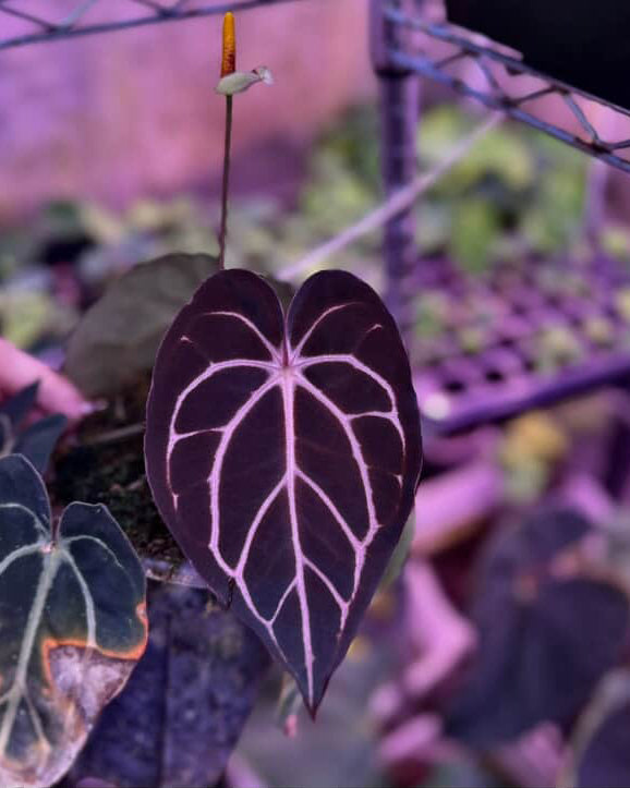 Anthurium (BVEP x Luxurians) x Carlablackiae ('Round' x GPH-001)