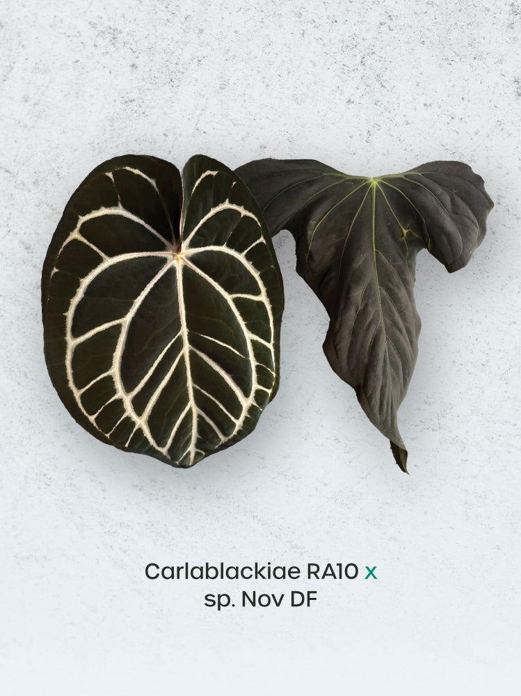 Crystallinaminum Anthurium Carlablackiae RA10 x sp. Nov DF plant with dark, glossy leaves and vibrant spathe, healthy and lush.