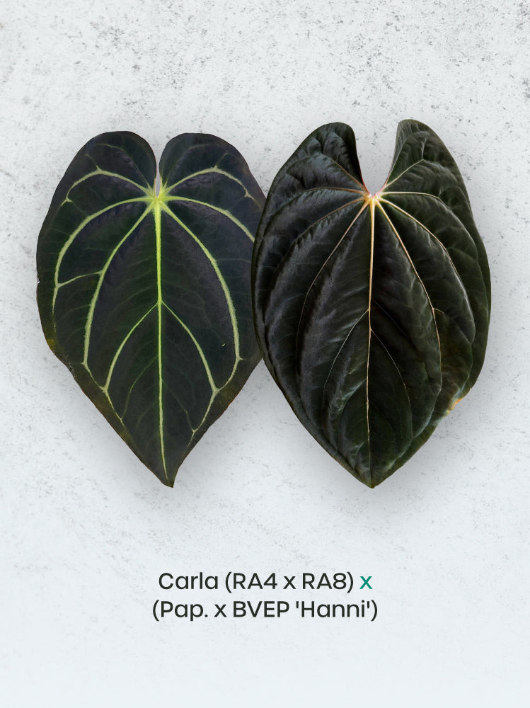 Anthurium Carlablackiae plant with dark leaves, variegated foliage, from SMUKHI, vibrant and lush indoor tropical plant.