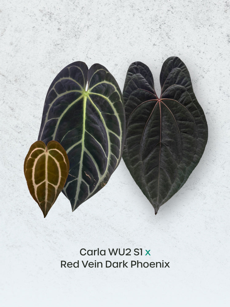 Anthurium Carlablackiae WU2 S1 x Red Vein Dark Phoenix plant with dark foliage and vibrant red-veined leaves, by SMUKHI.