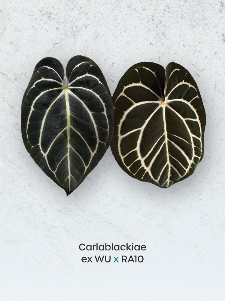 Crystallinaminum Anthurium Carlablackiae ex WU x RA10 plant with dark glossy leaves and vibrant spathes.