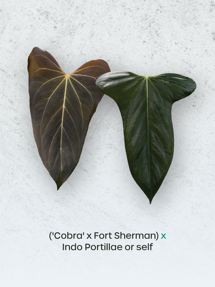 Beautiful Anthurium plant with vibrant green leaves and unique foliage, a hybrid of Cobra, Fort Sherman, and Indo Portillae, by SMUKHI.