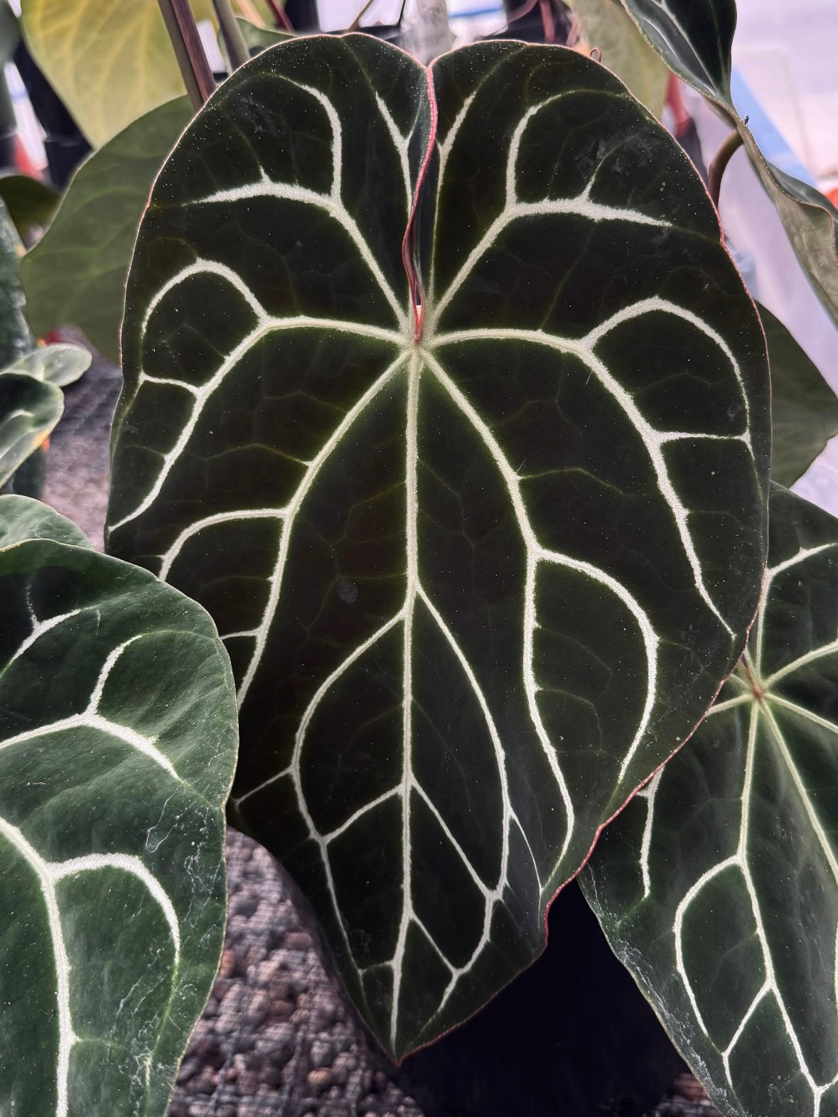 Variegated Stingray Anthurium plant with dark chocolate and red velvety foliage, featuring the Crystallinum ‘Chocolate’ variety.