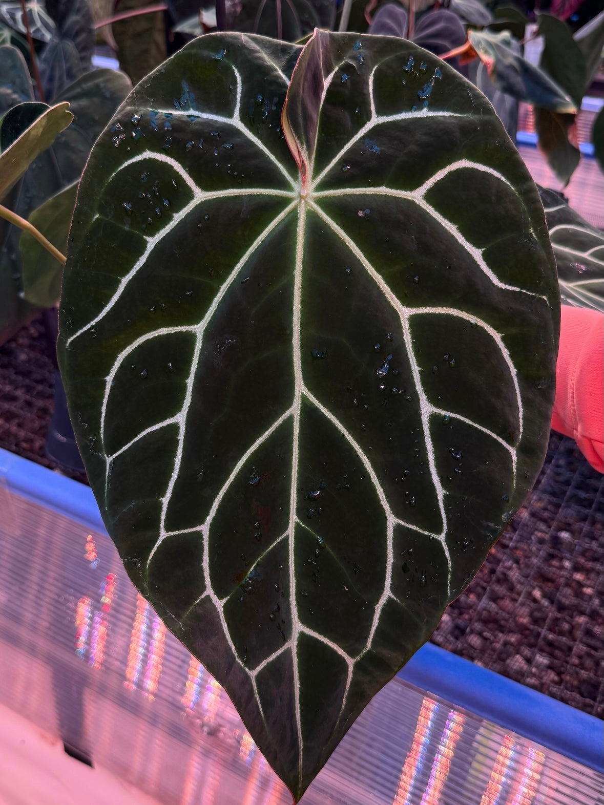 Variegated Stingray Anthurium plant with dark, glossy leaves and vibrant red and chocolate-colored foliage.