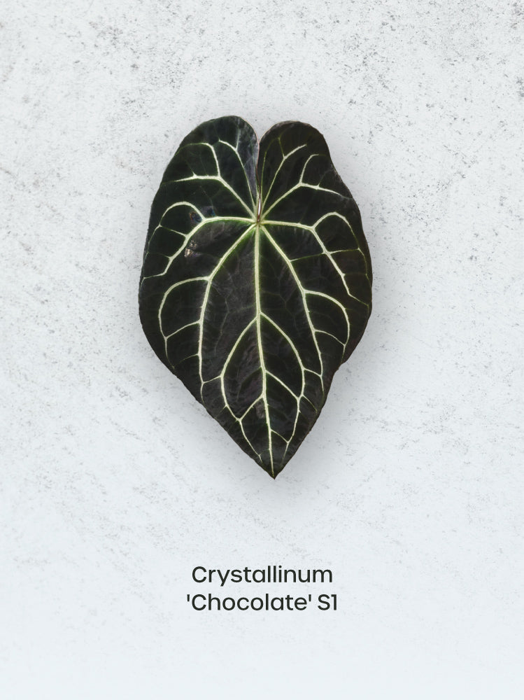 Crystallinaminum Anthurium Crystallinum 'Chocolate' plant with dark green and chocolate-colored leaves, lush and healthy.