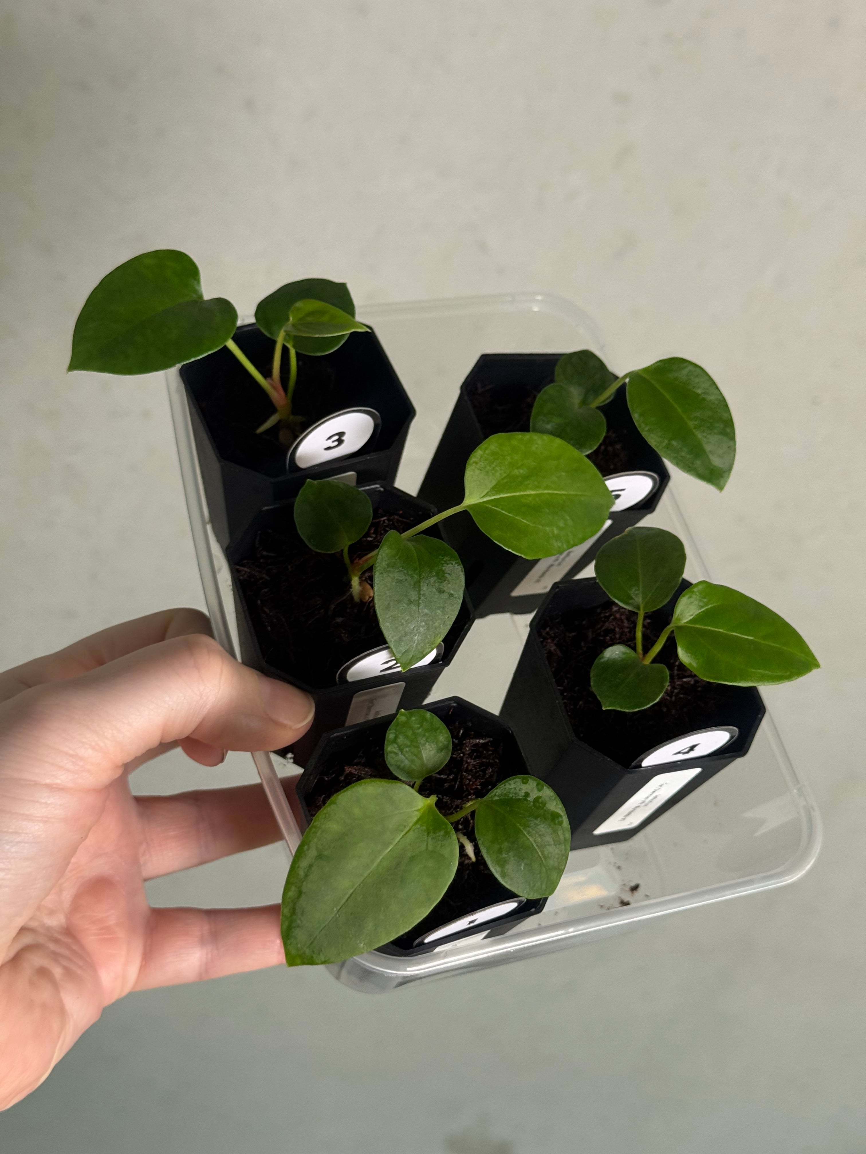 Anthurium Fort Sherman x Mr. Worldwide #2 - SMUKHI