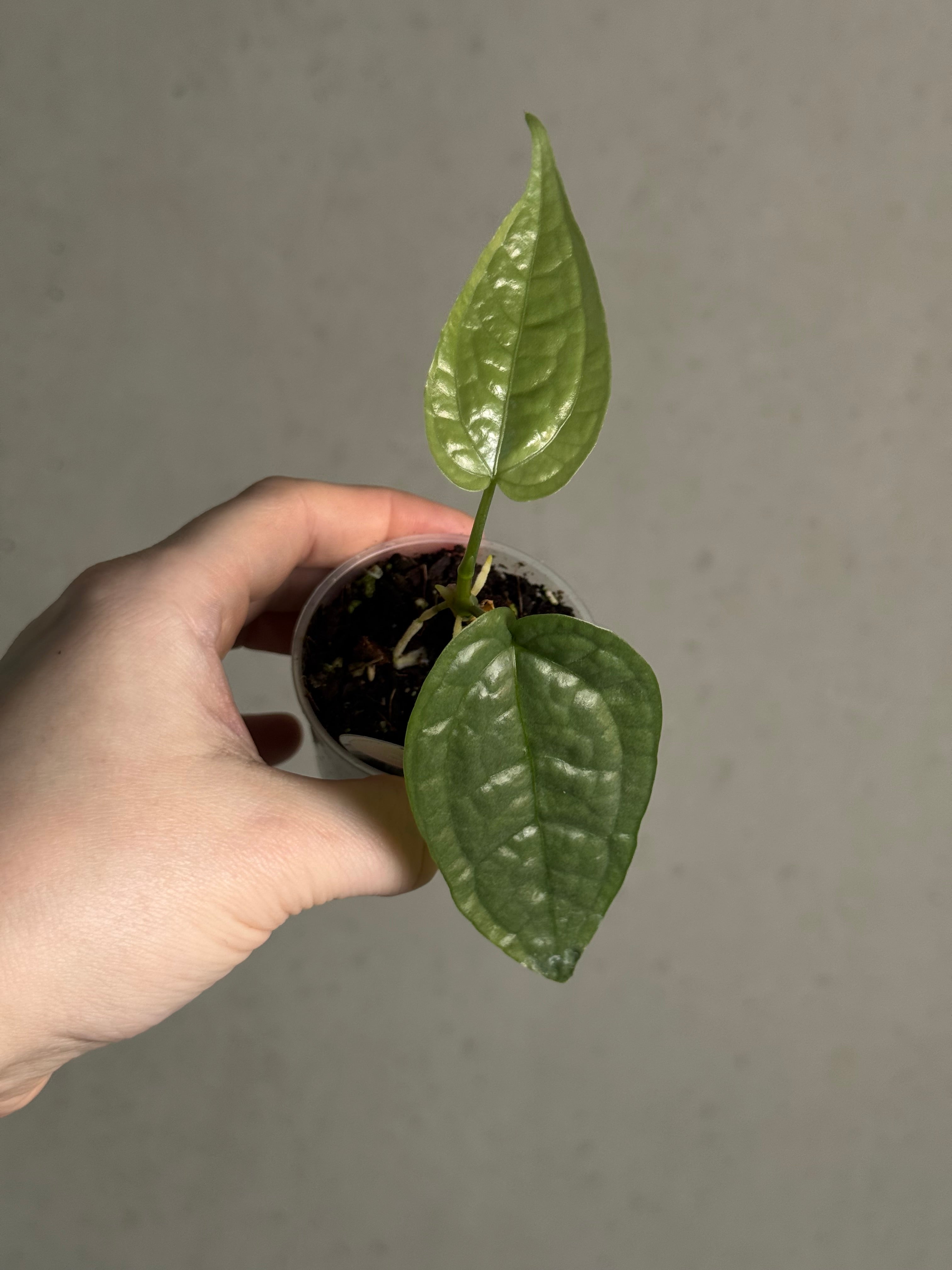 Anthurium sp. Limon - SMUKHI