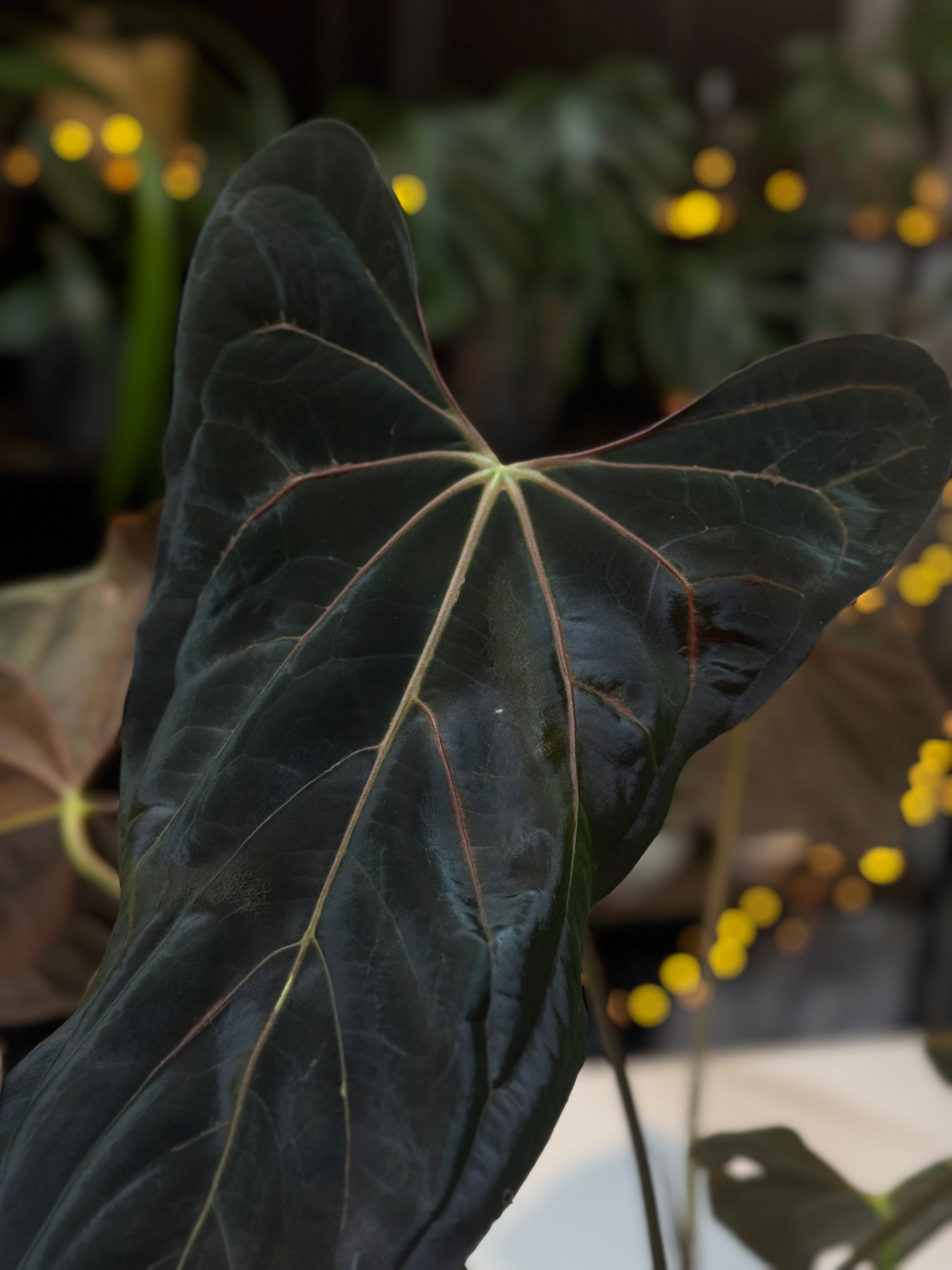 NFS: Anthurium Fort Sherman x 'Cobra'