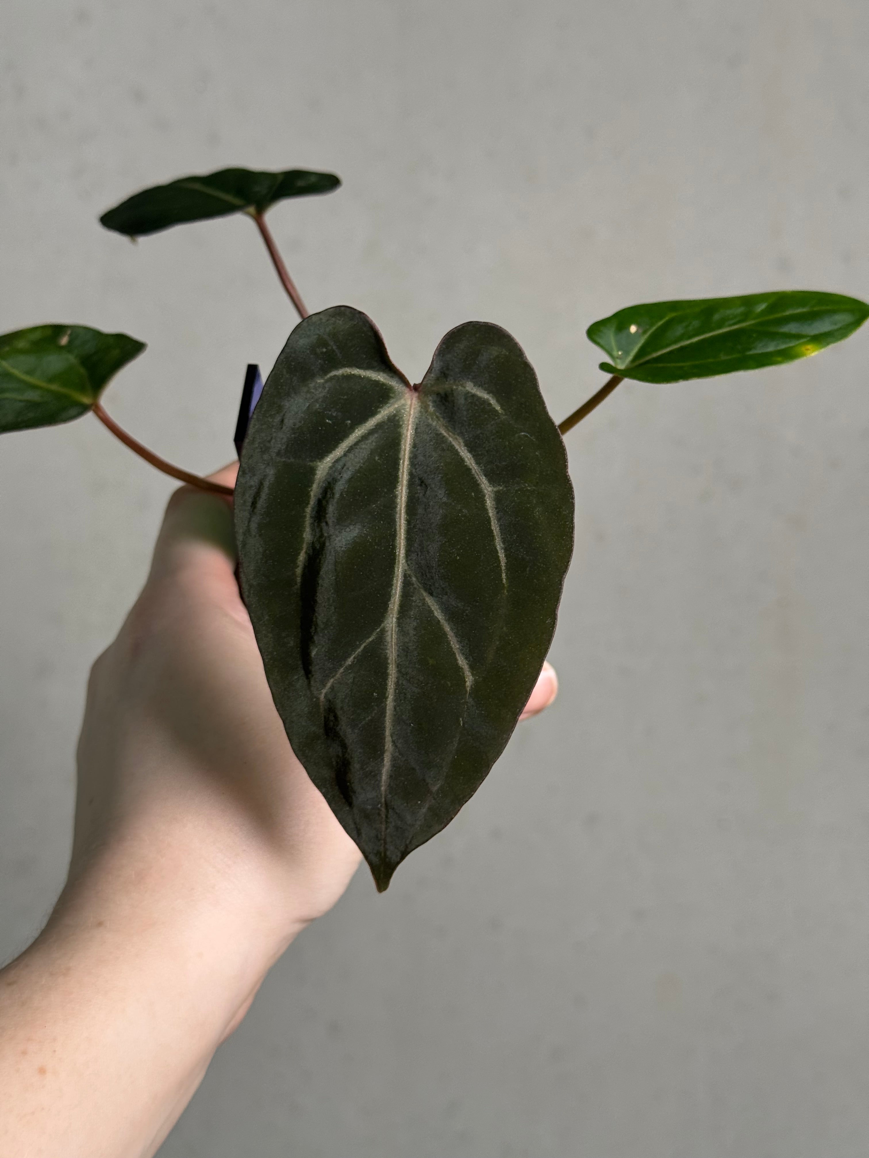 Anthurium Carlablackiae ('Round' x GPH-001) x Portillae 'Dorito' - SMUKHI