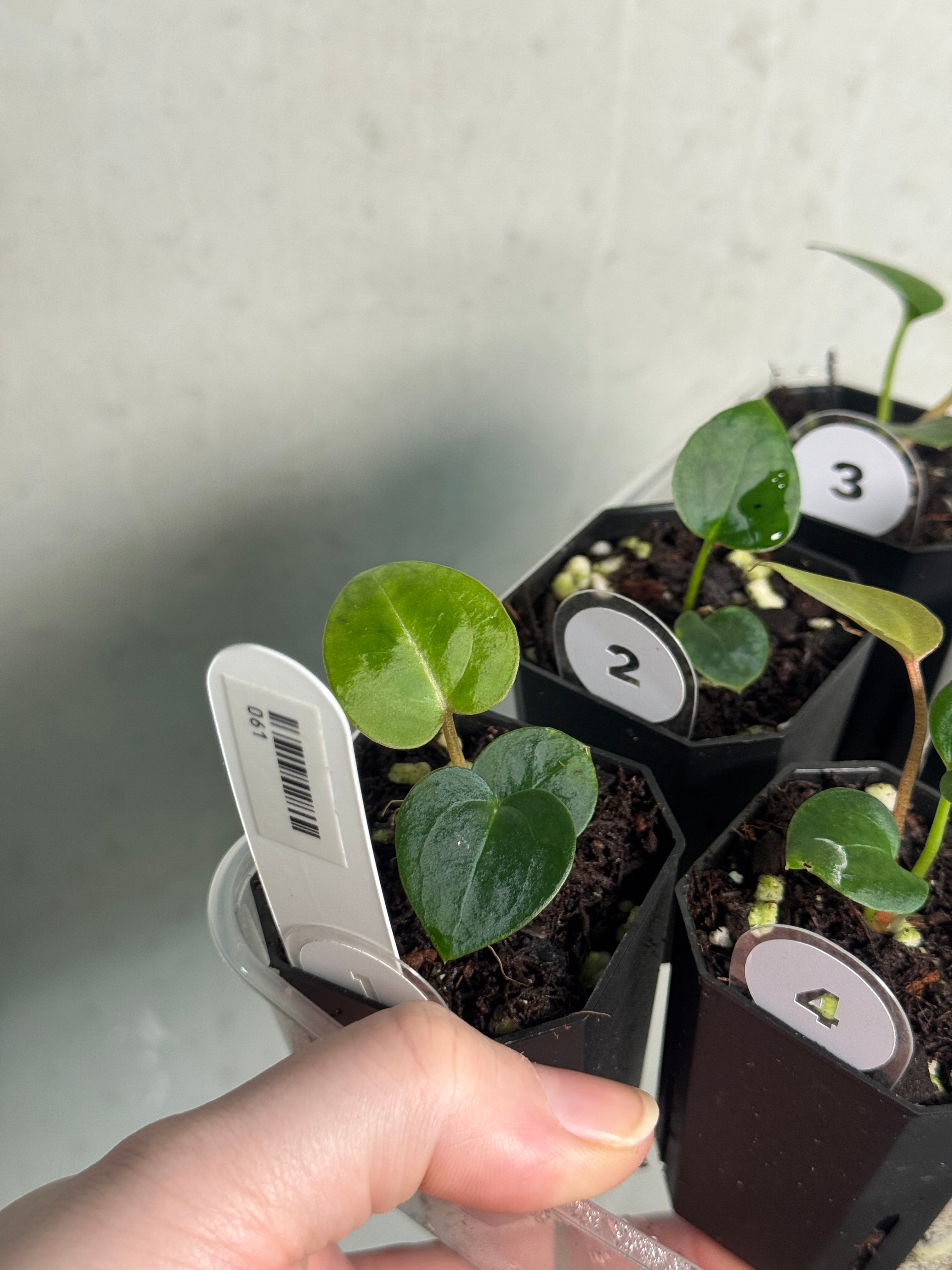 Anthurium (Black Widow x Red Velvet Cake) x Crystallinum ‘Chocolate’ - SMUKHI