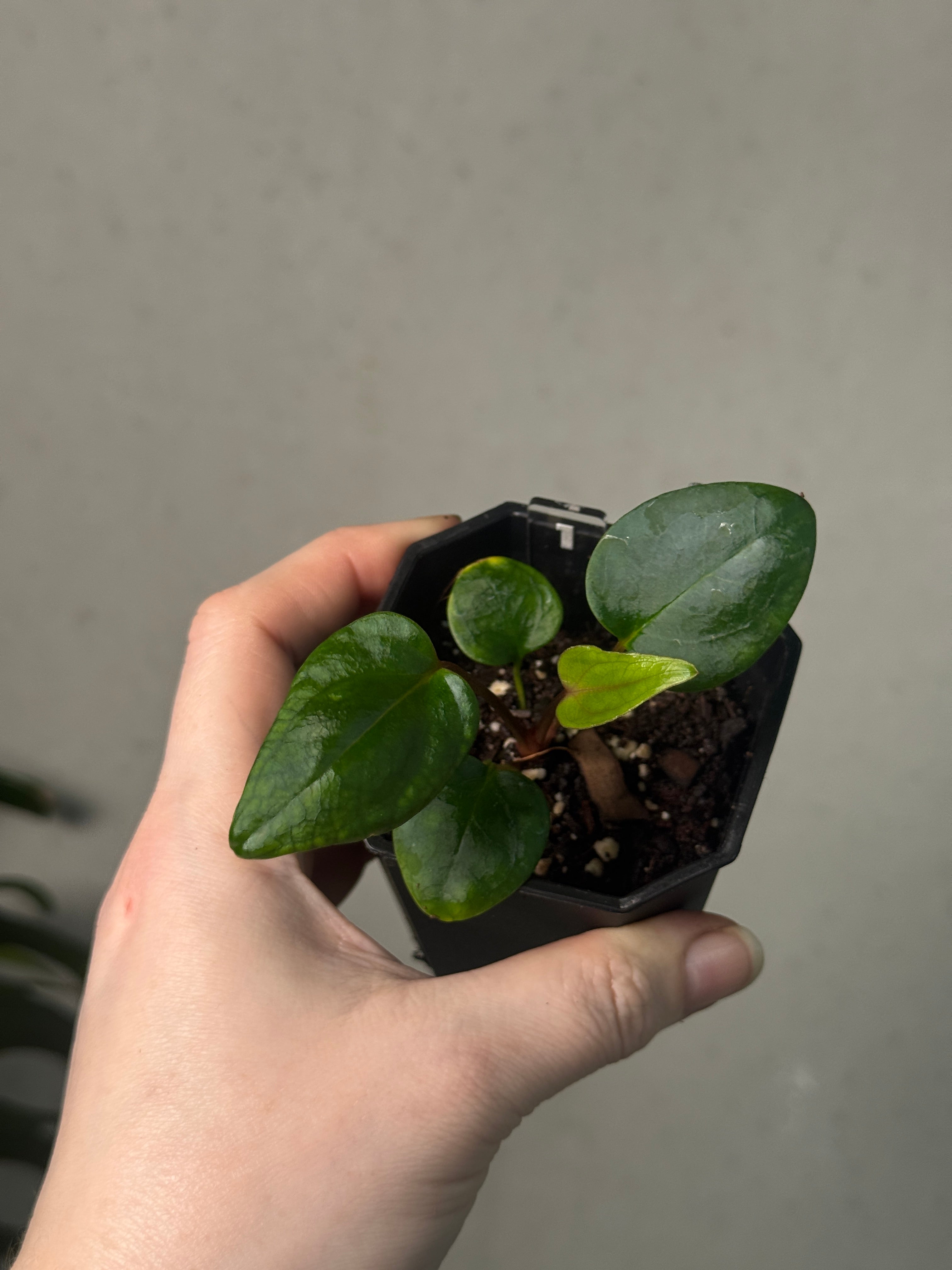 Anthurium Mr. Worldwide x Portillae ‘Dorito’