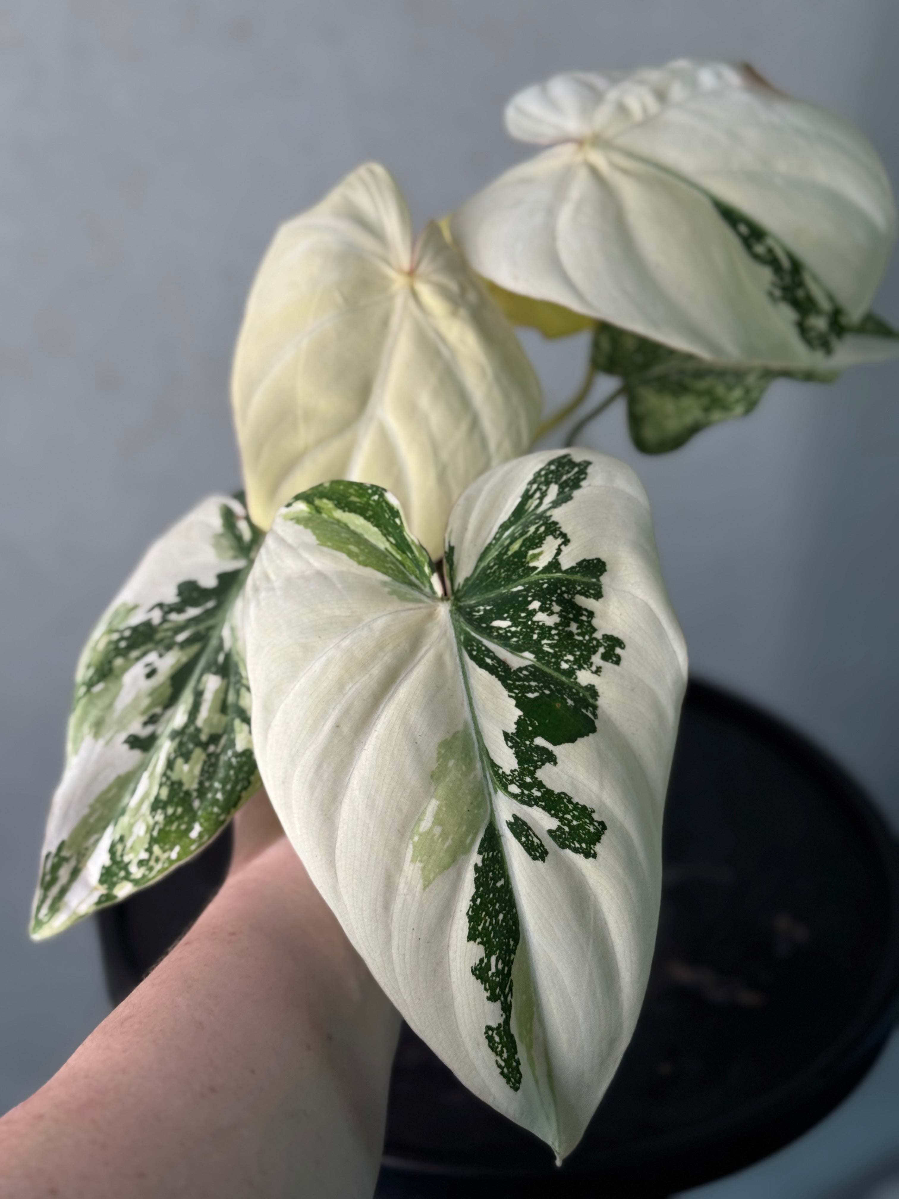 NFS: Philodendron Gloriosum Tricolor