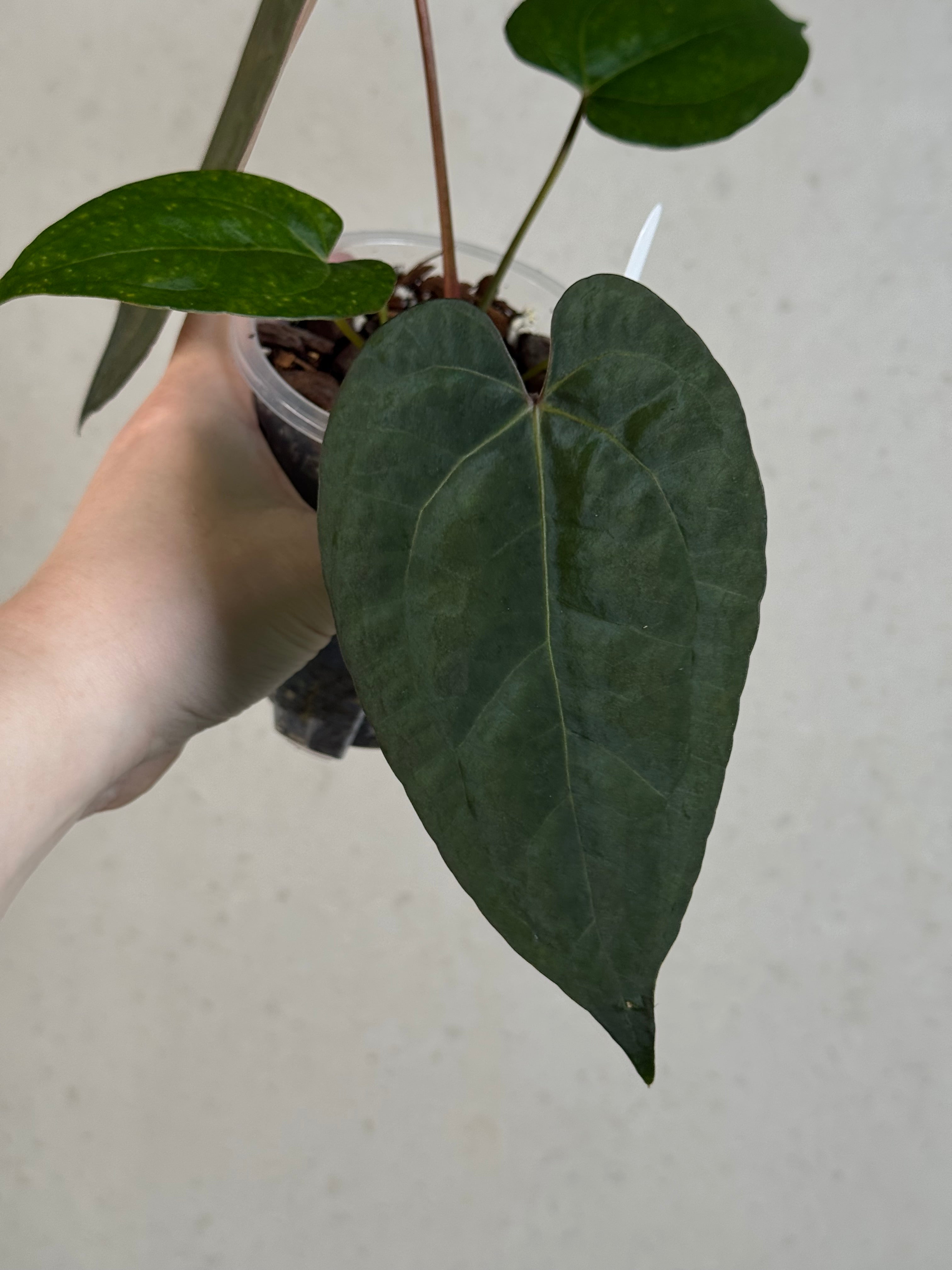 Anthurium Ace of Spades Dark Form x Portillae ‘Dorito’