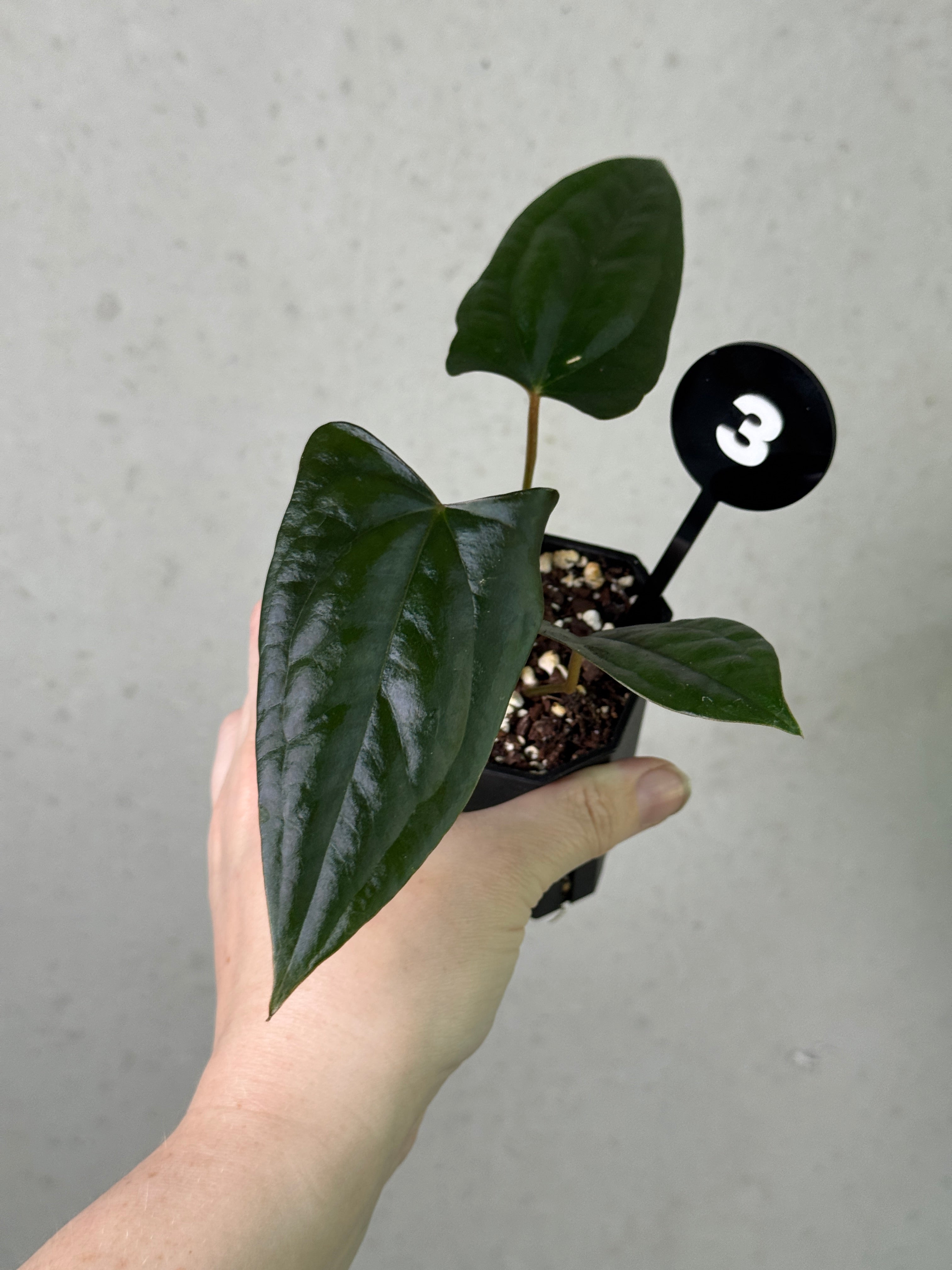 Anthurium 'Super Select' plant with glossy dark leaves and vibrant flowers, from SMUKHI, showcasing lush foliage and unique coloration.
