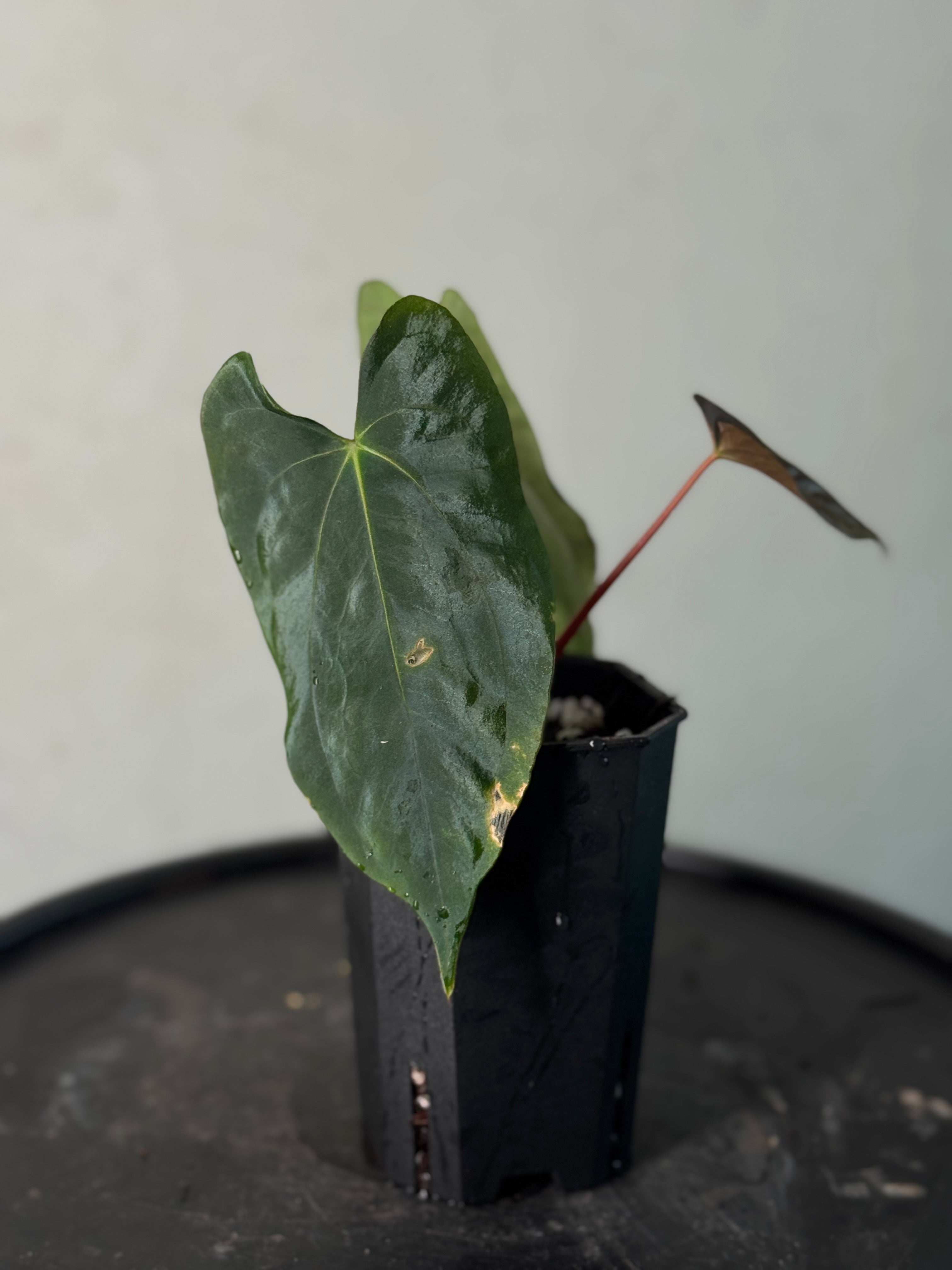 Anthurium Papillilaminum ‘Lago Gatun’ F1 - Clone