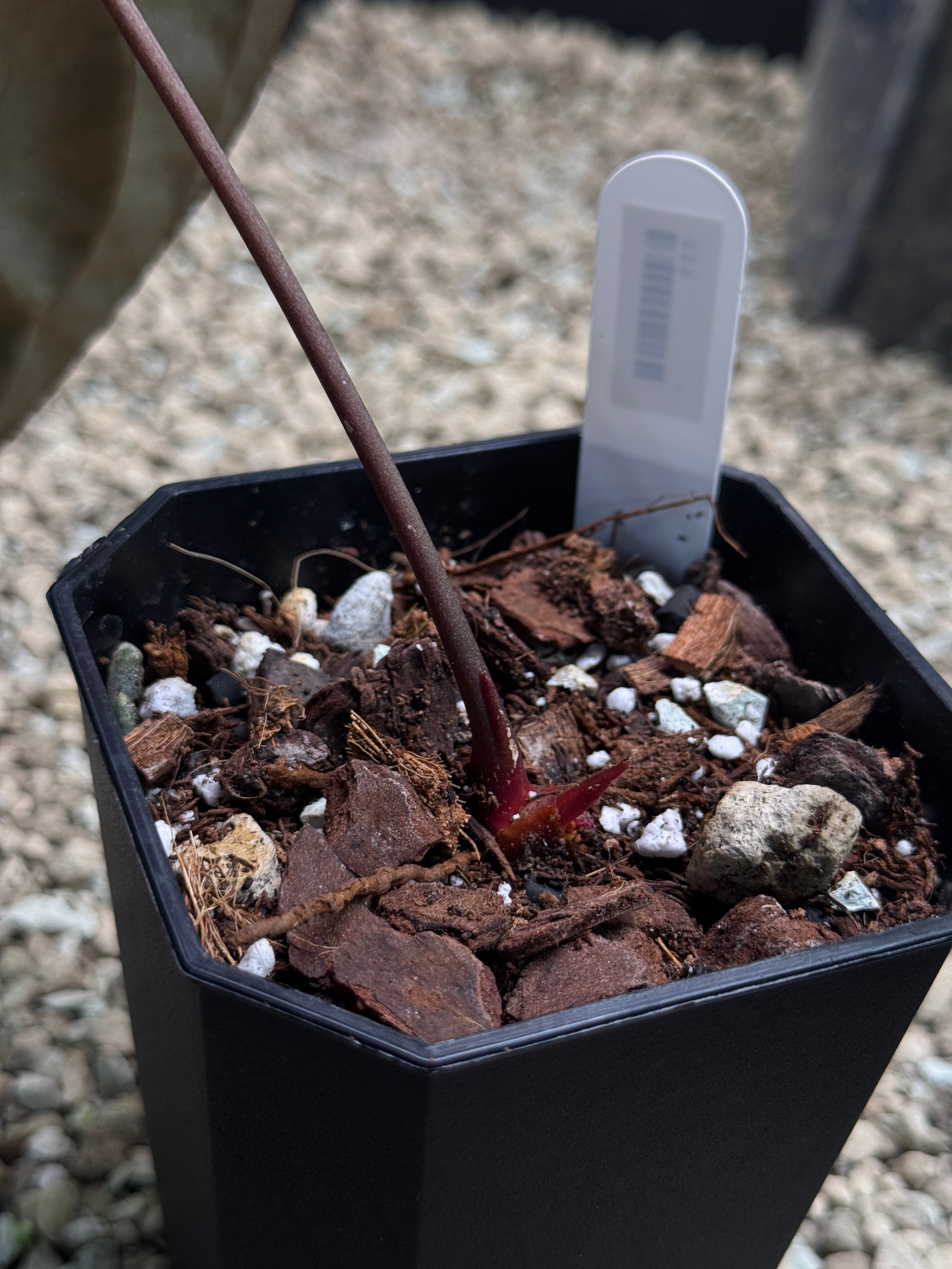 Anthurium Goliath x Dark Phoenix - Clone