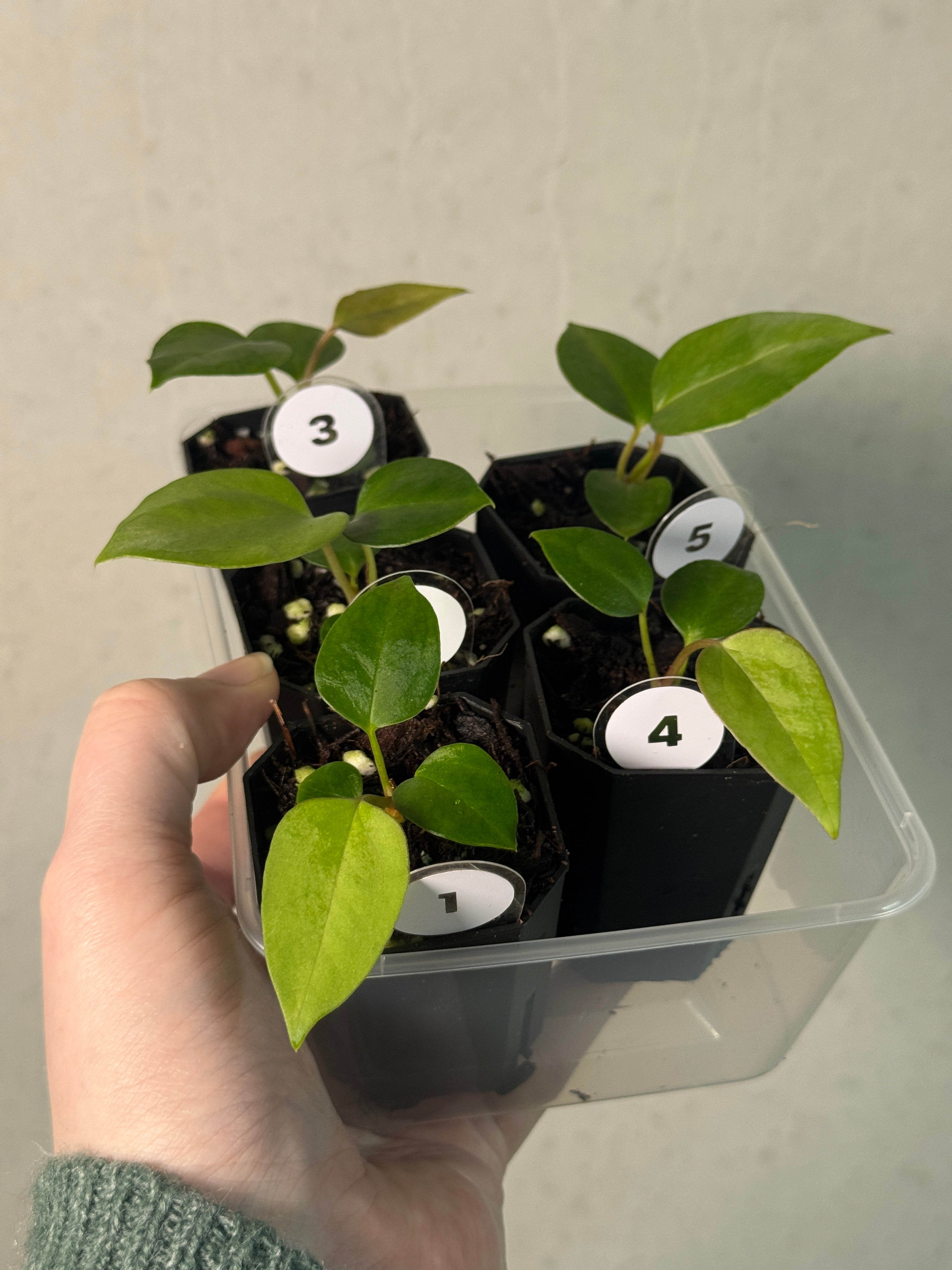 Anthurium ('Cobra' x Fort Sherman) x Indo Portillae or self - SMUKHI