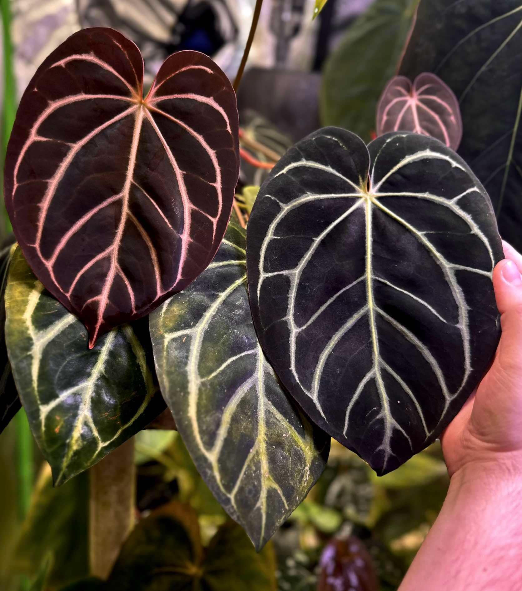 Anthurium Carlablackiae (RA10 x self) x Dressleri NSE 'Obsidian'