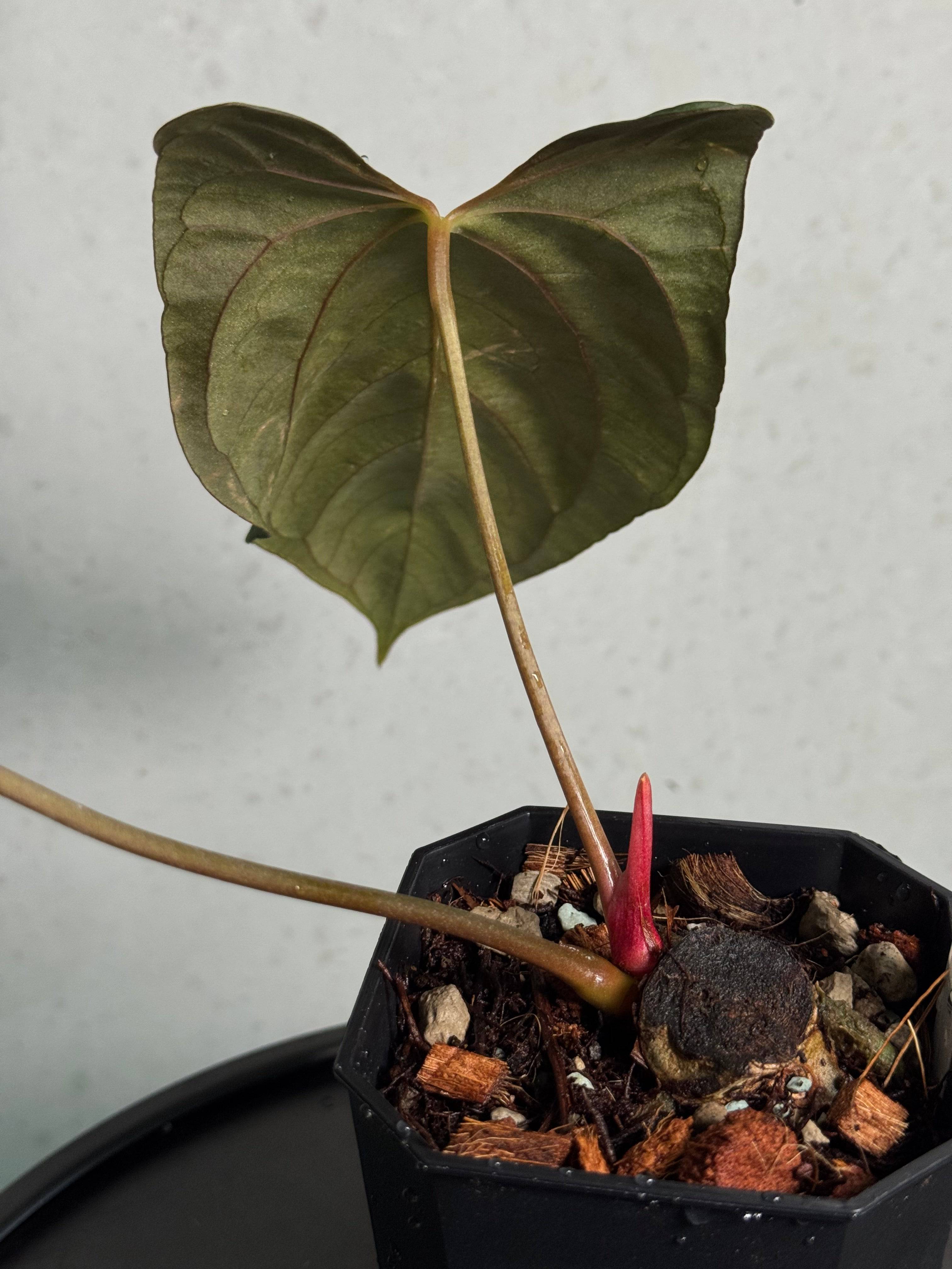 Anthurium Papillilaminum (Ree Gardens) #2 - Clone - SMUKHI