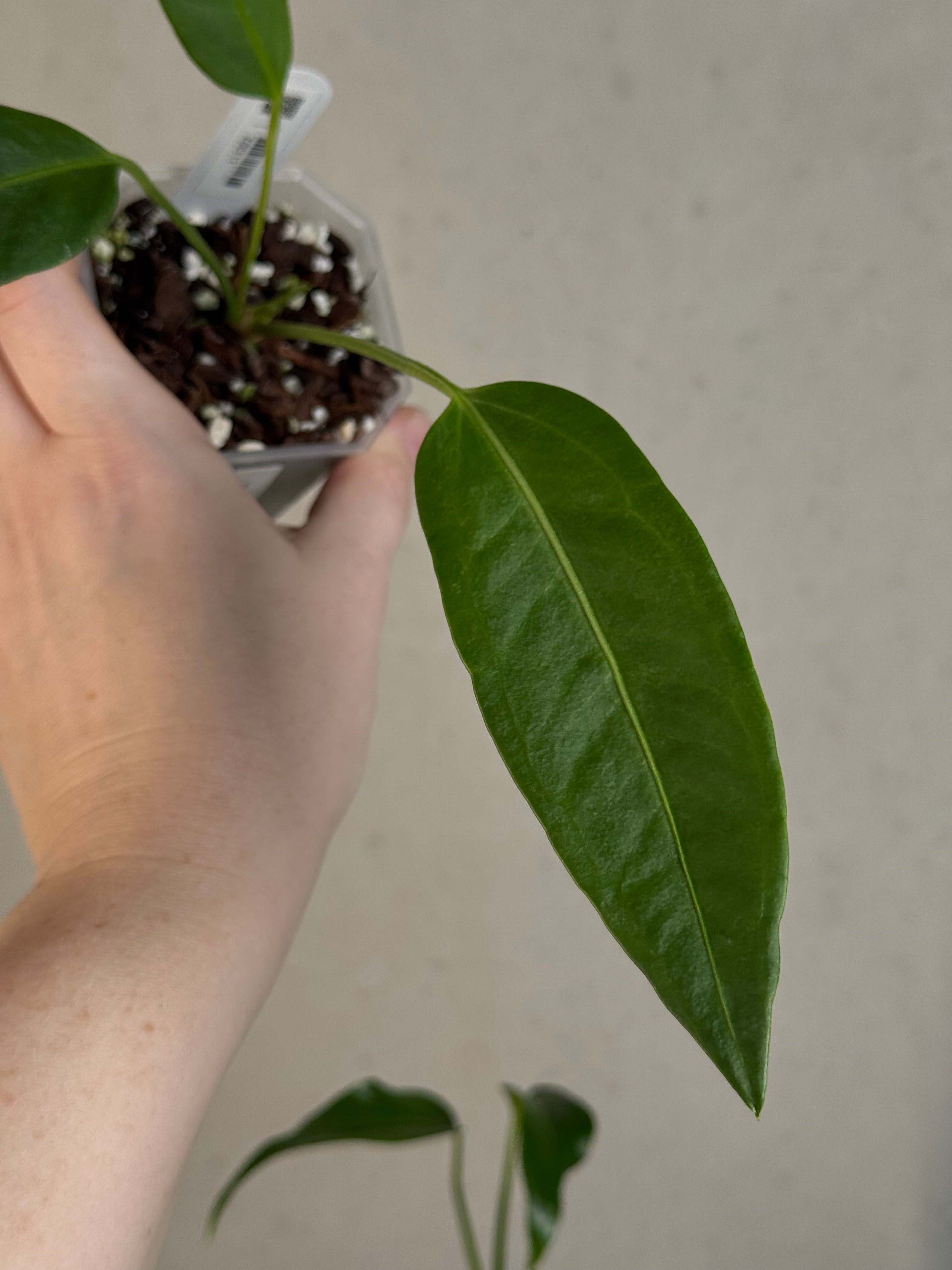 Anthurium sp. Morona x self