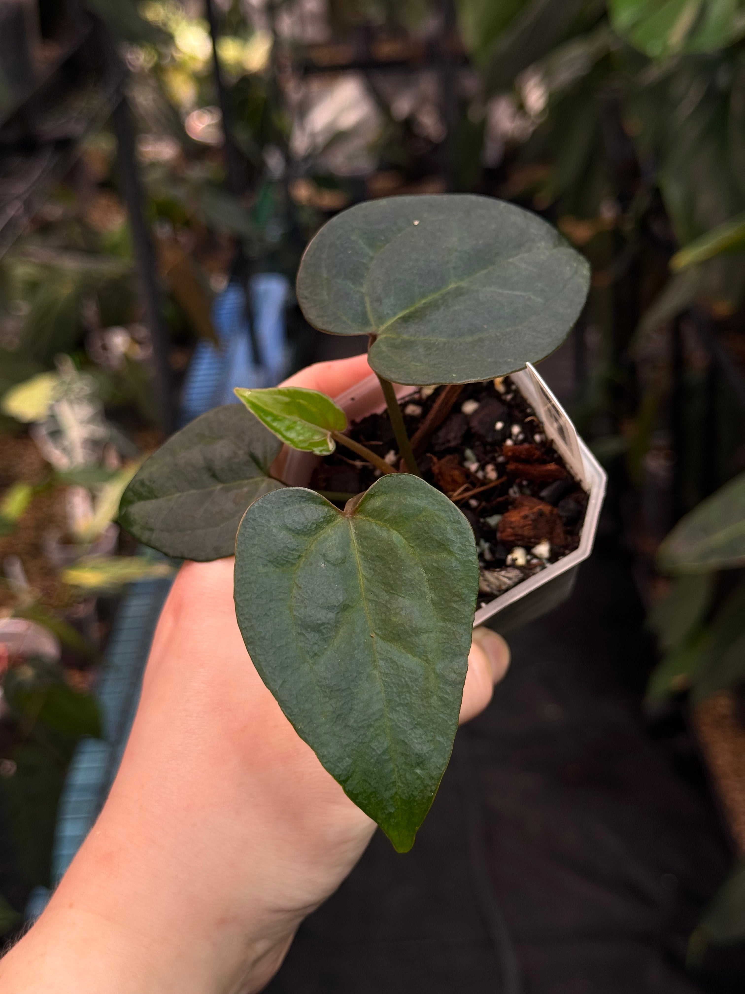 Anthurium Ace Of Spades Dark Form F1 (SKG)