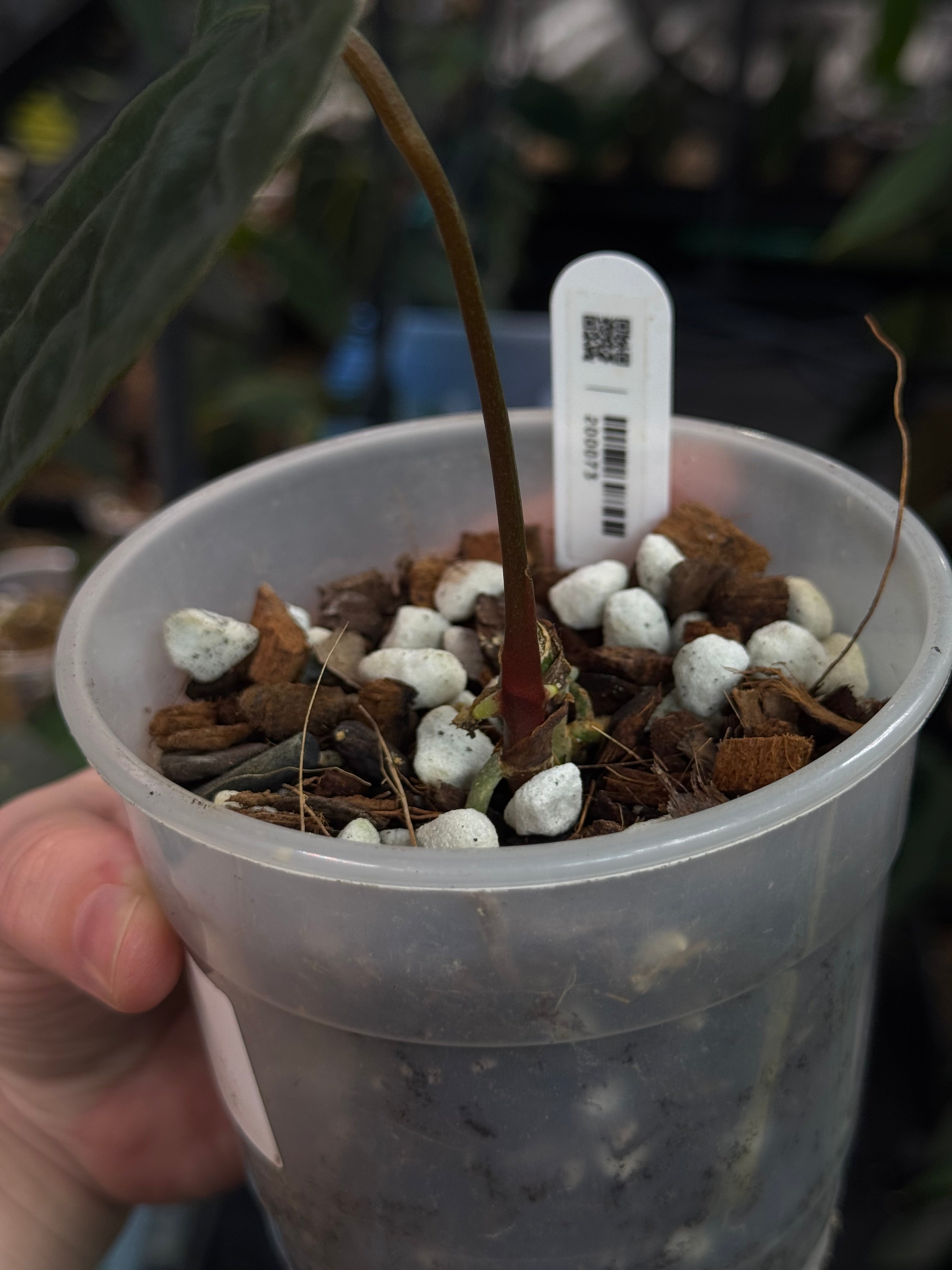 Anthurium FSxRL ‘Grim Reaper’ x Papillilaminum RA6 - Clone