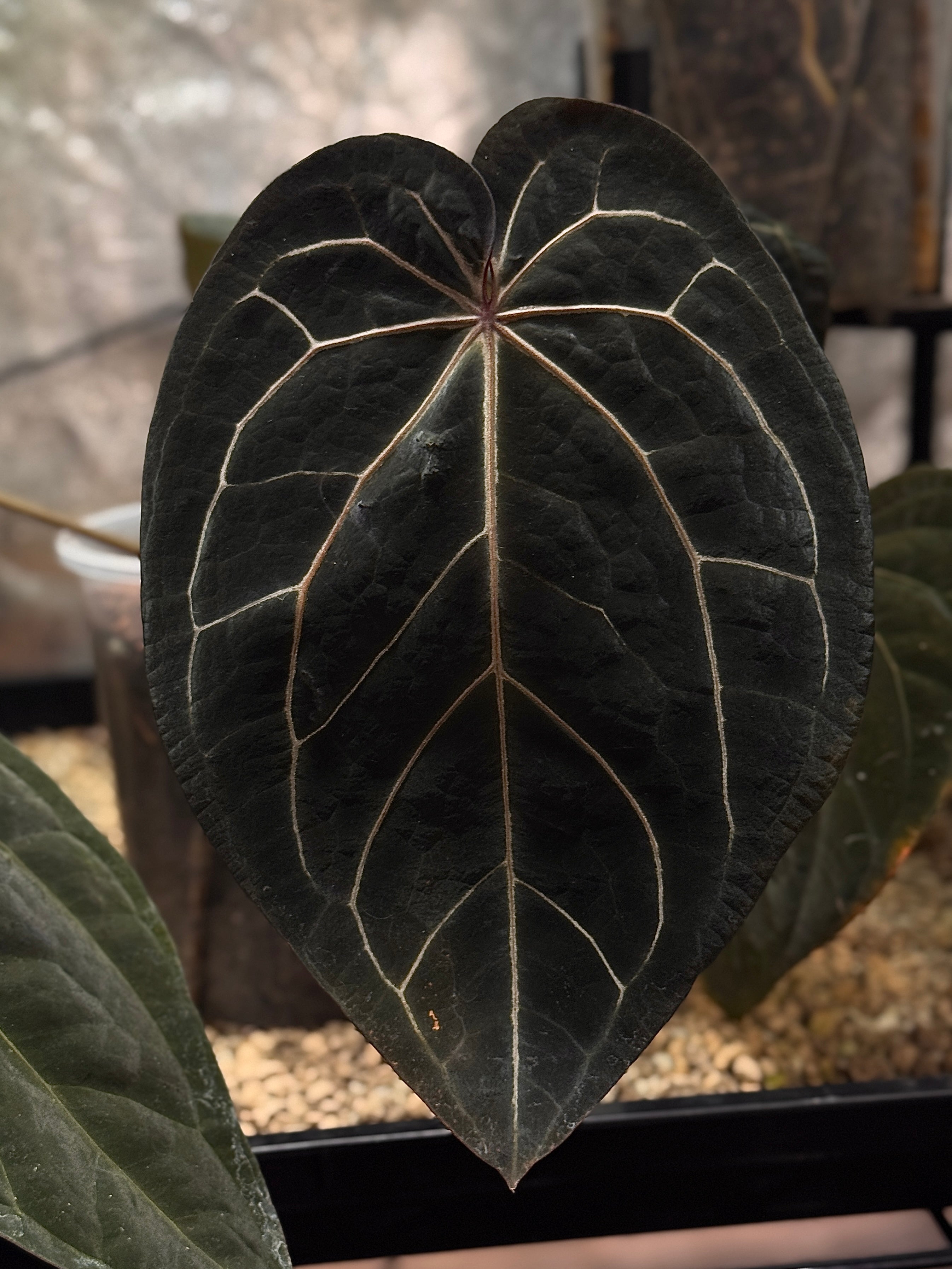 Anthurium Red Velvet Cake '24' x Home, Sweet Home '32' - Clone