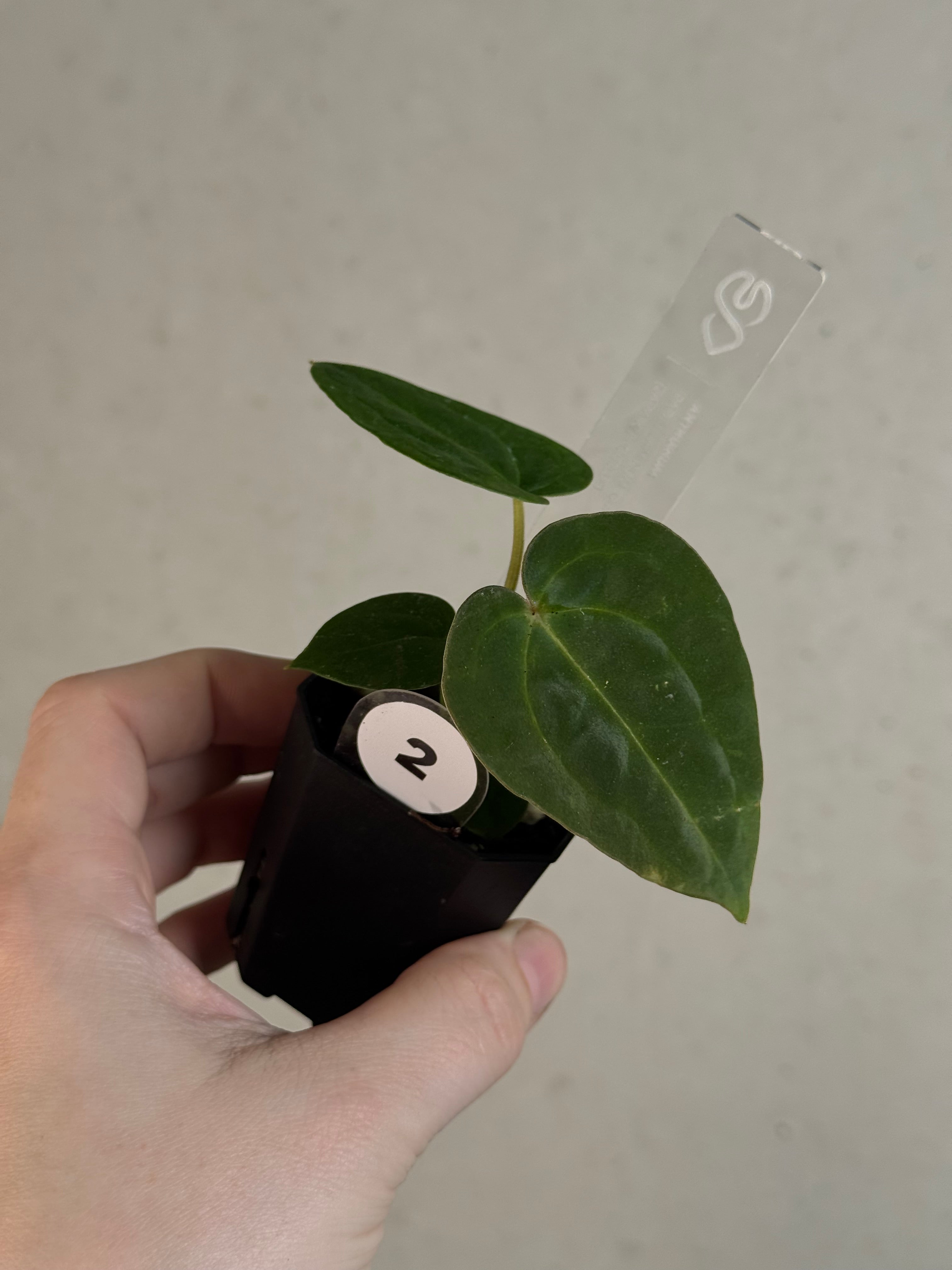 Anthurium Papillilaminum 'Guna Yala' x (Zara x Michelle)