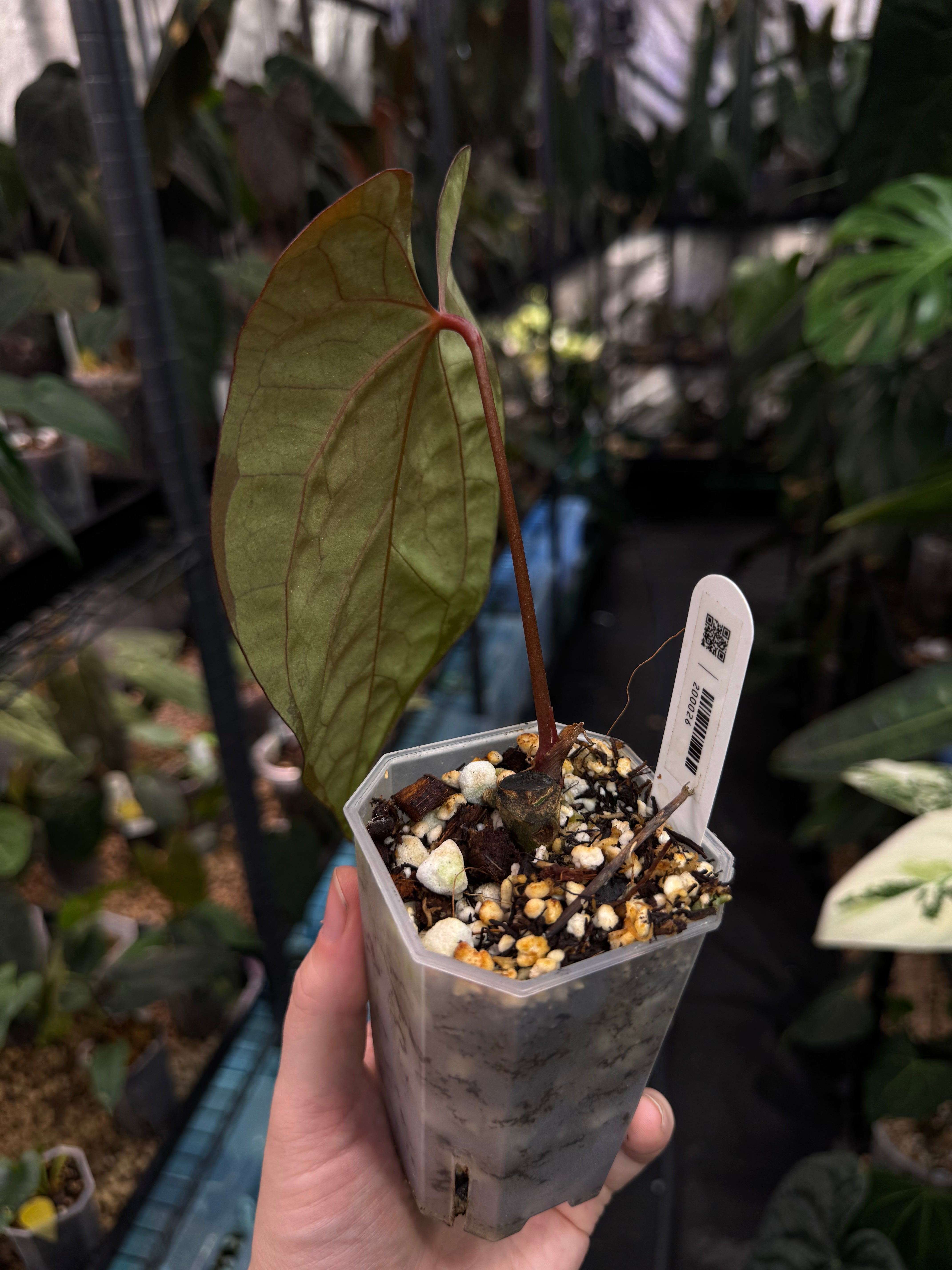 Anthurium Ace of Spades Dark Form x Papillilaminum 'Marie'