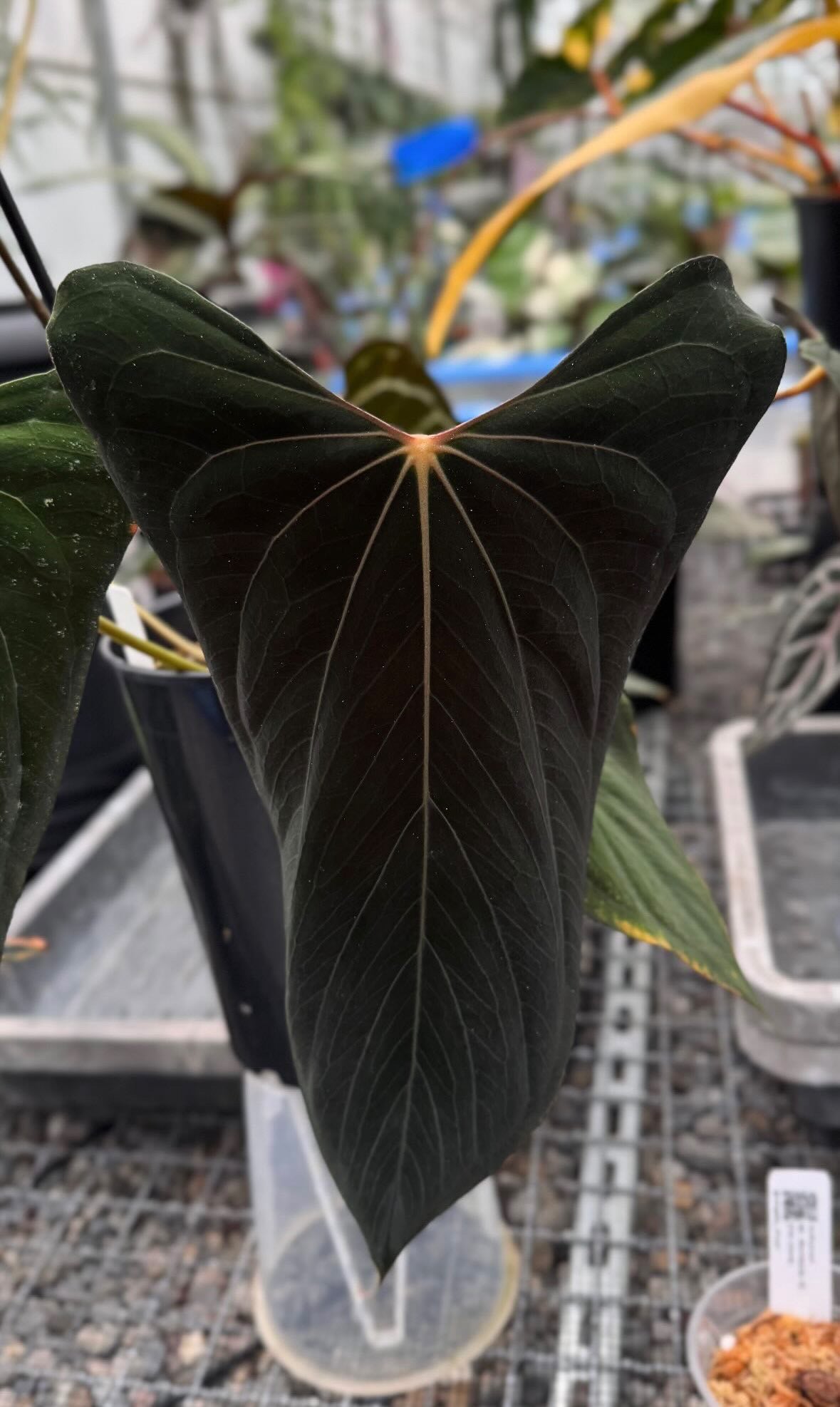 NFS: Anthurium RLxFS F2