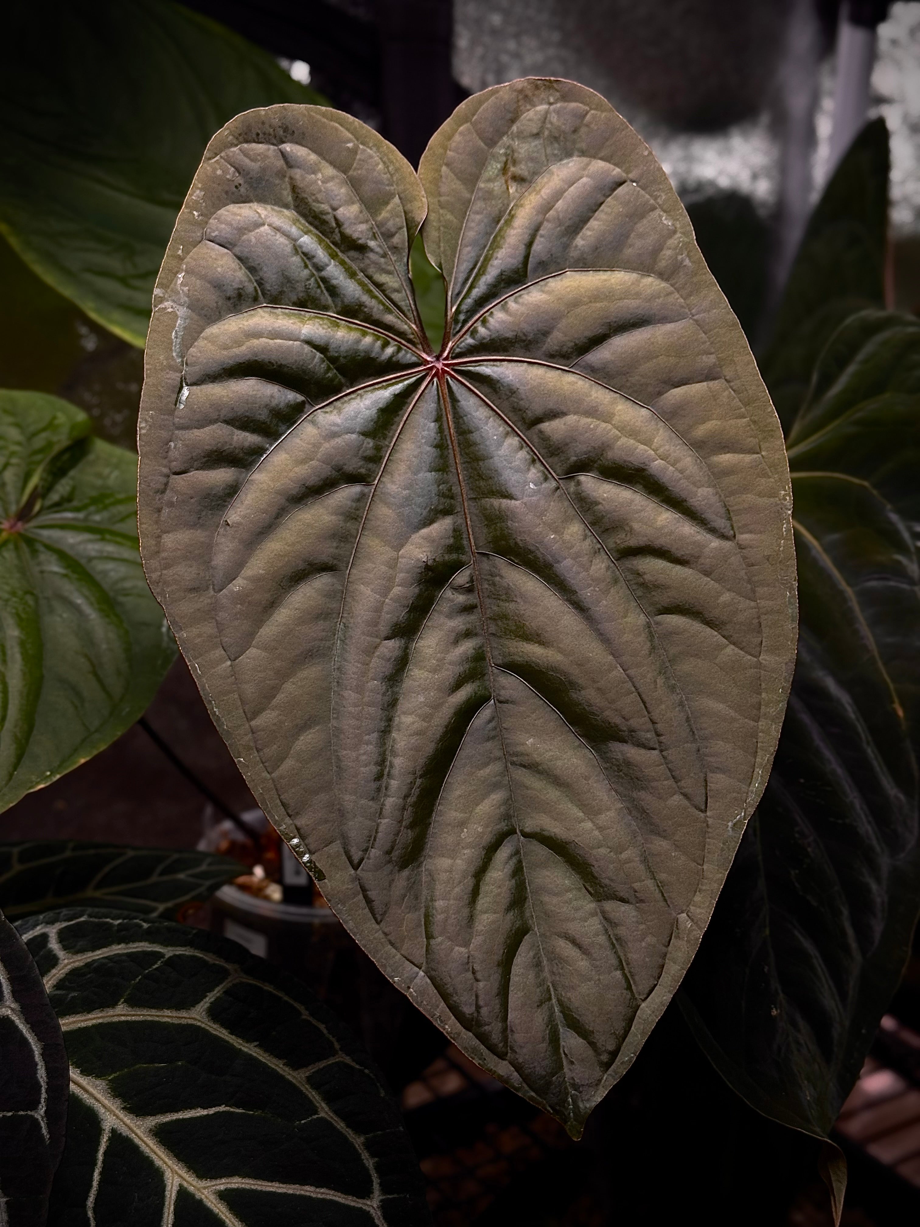 その他観葉植物 Anthurium Circus Peanuts D23FF857-AE5A-4392-8308-