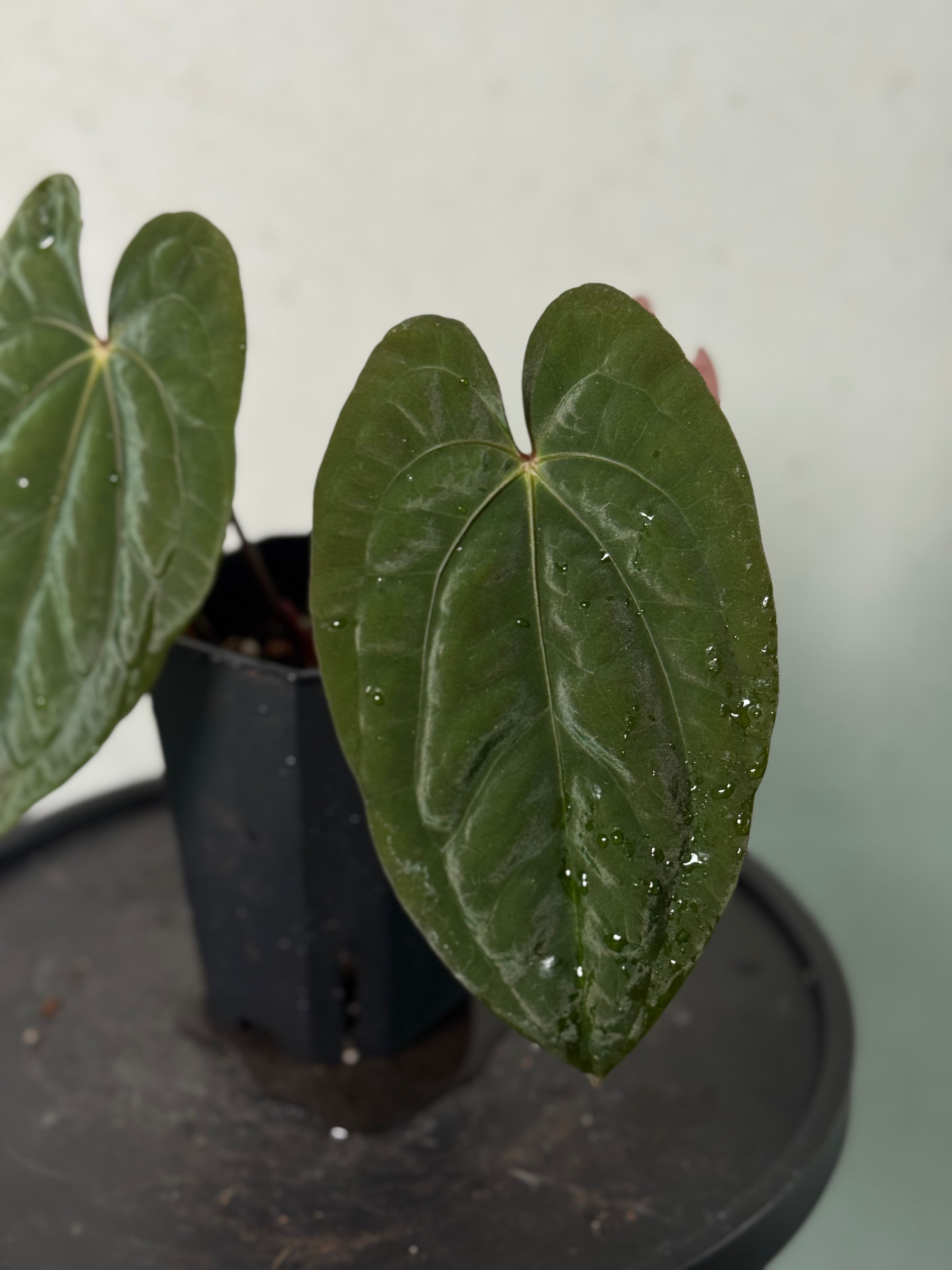 Anthurium ‘Sherpa’ (Dark Phoenix x RVDP) - Clone