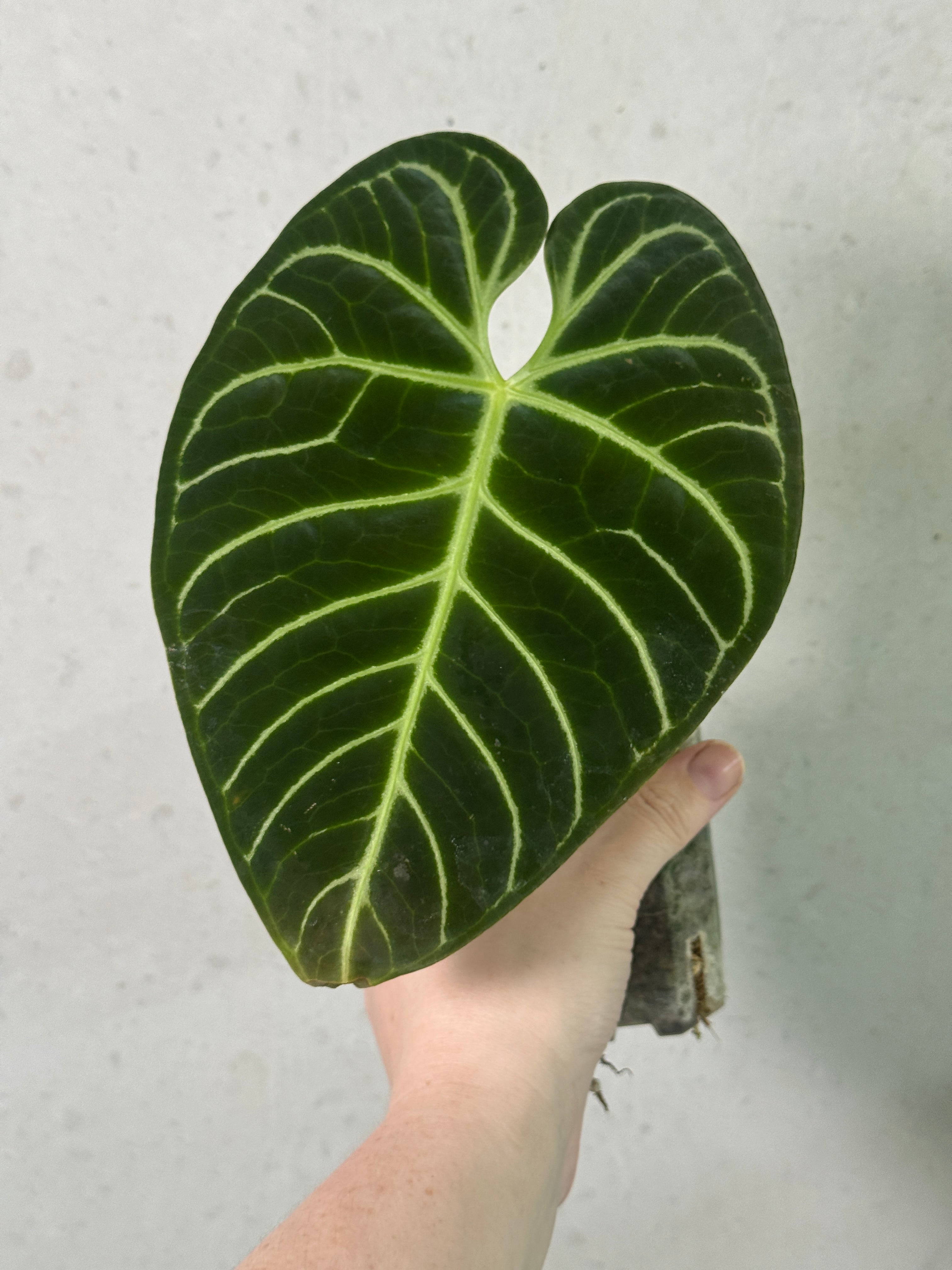 Anthurium Regale #2 clone plant with glossy green leaves and vibrant red flowers, from SMUKHI.