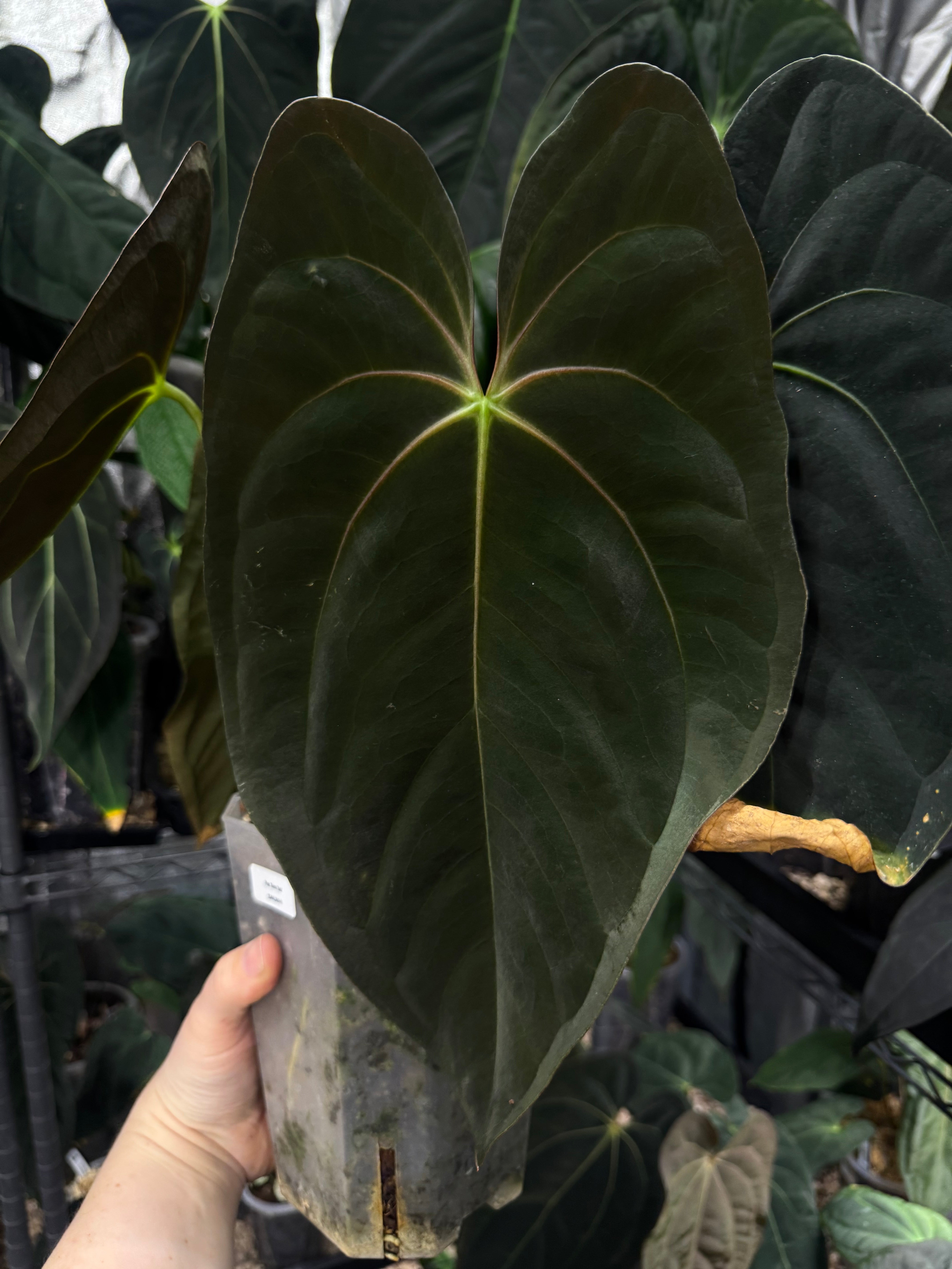 NFS: Anthurium Papillilaminum 'Guna Yala' #2