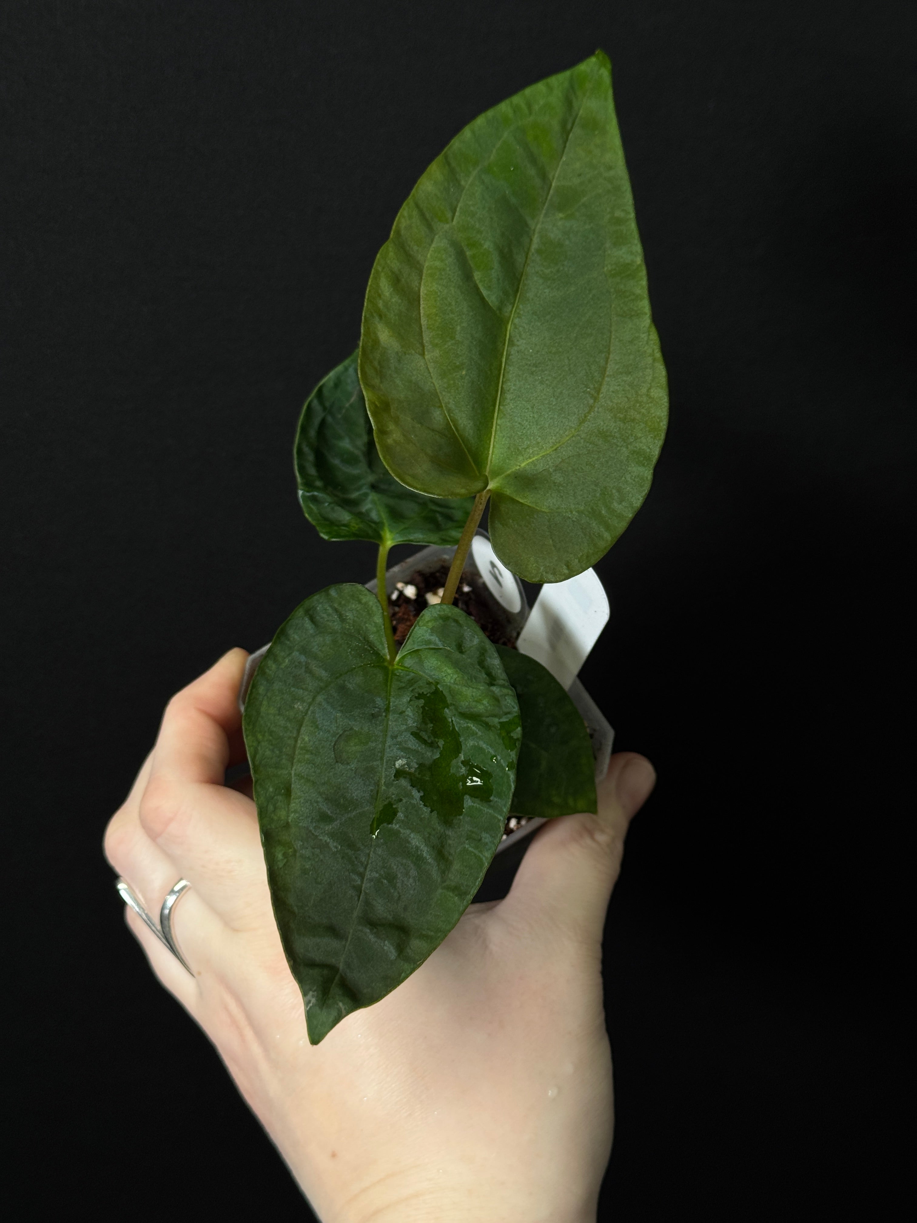 Anthurium RLxFS x NSE Papillilaminum