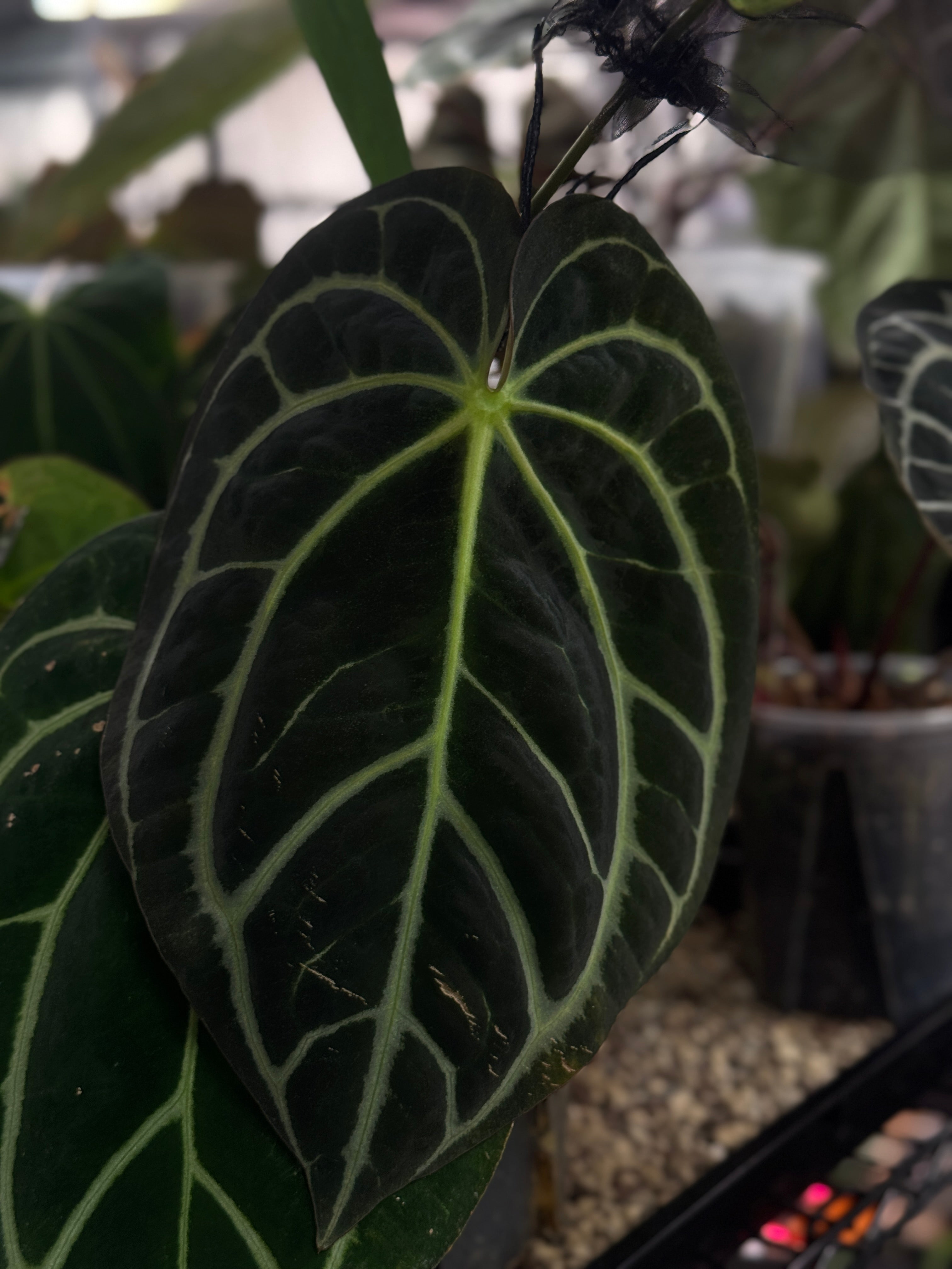 Anthurium Carlablackiae WU2 S1 x Red Vein Dark Phoenix - Rare