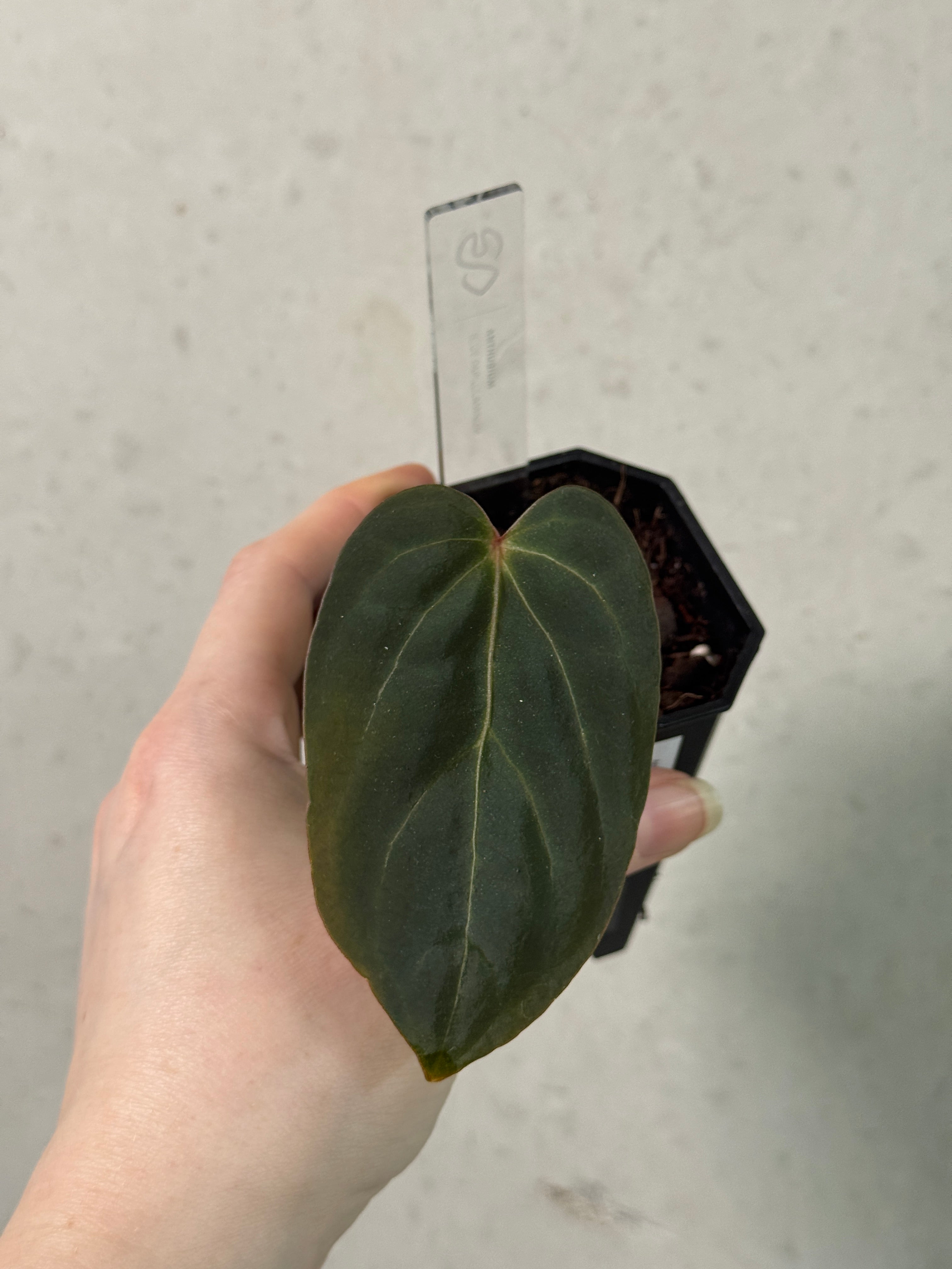 Anthurium Blue Papillilaminum - Clone