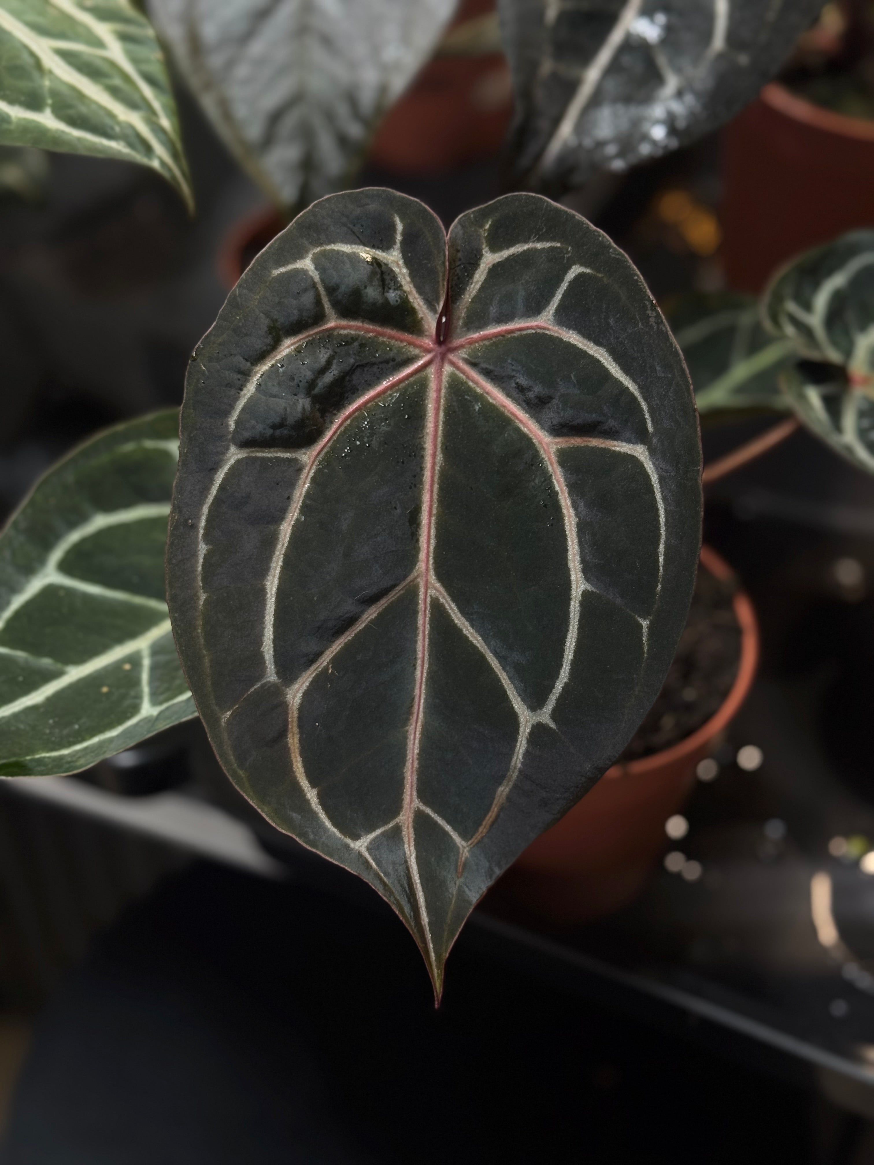 NFS: Anthurium Michelle - Rare Finds for Refined Collections | SMUKHI