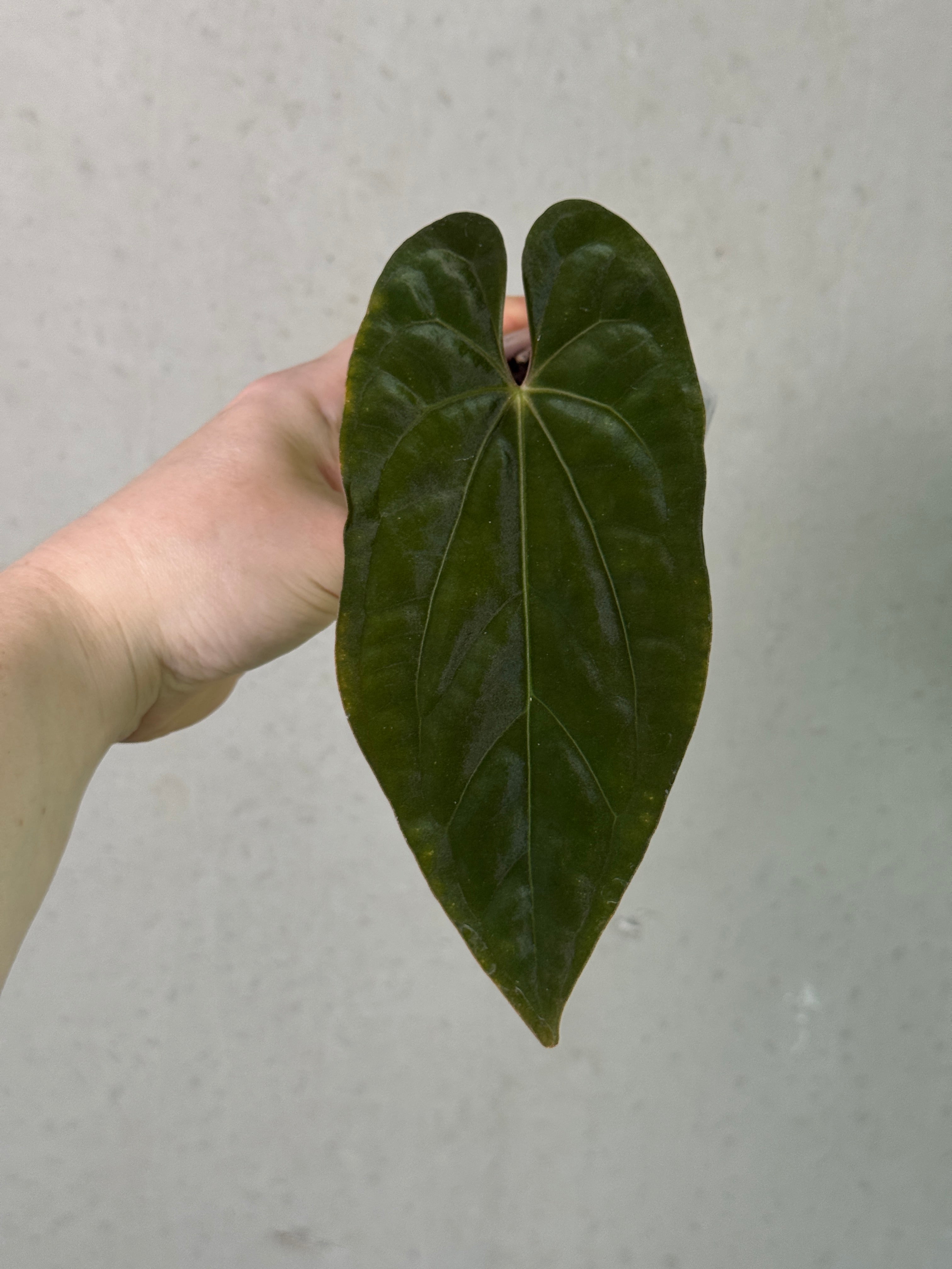 Anthurium Fort Sherman x Ace of Spades plant by SMUKHI, showcasing dark green leaves and glossy foliage on a healthy potted plant.